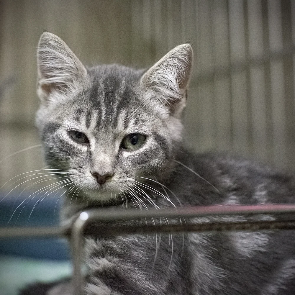 07_16_15_reu_kitten2.jpg