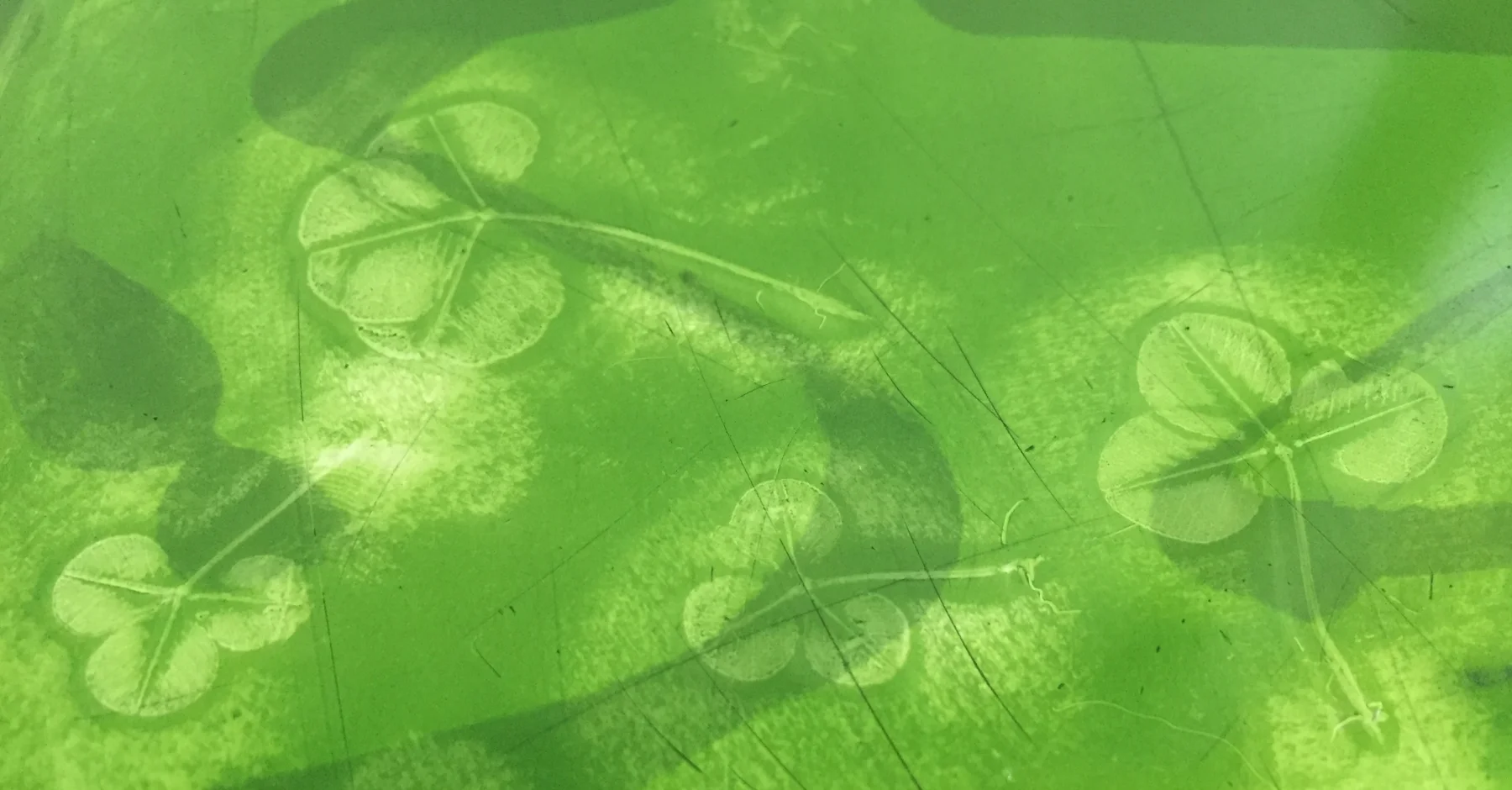 Printing With Plants