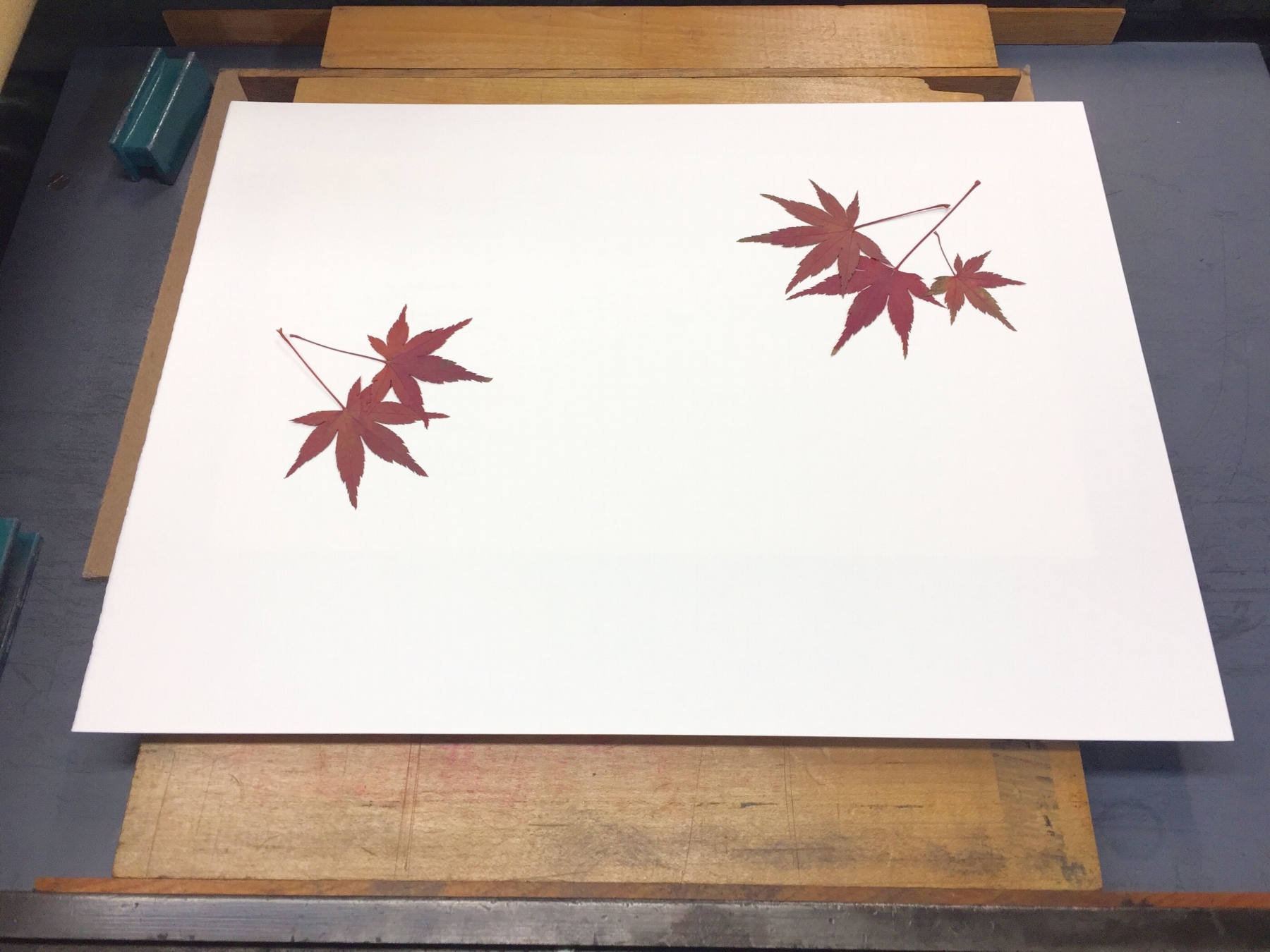  Next, with a pair of tweezers I carefully picked up a leaf by its stem from the ink plate and placed it where I wanted on the book page. Sometimes I overlapped leaves, which created a sense of depth in the final print. 