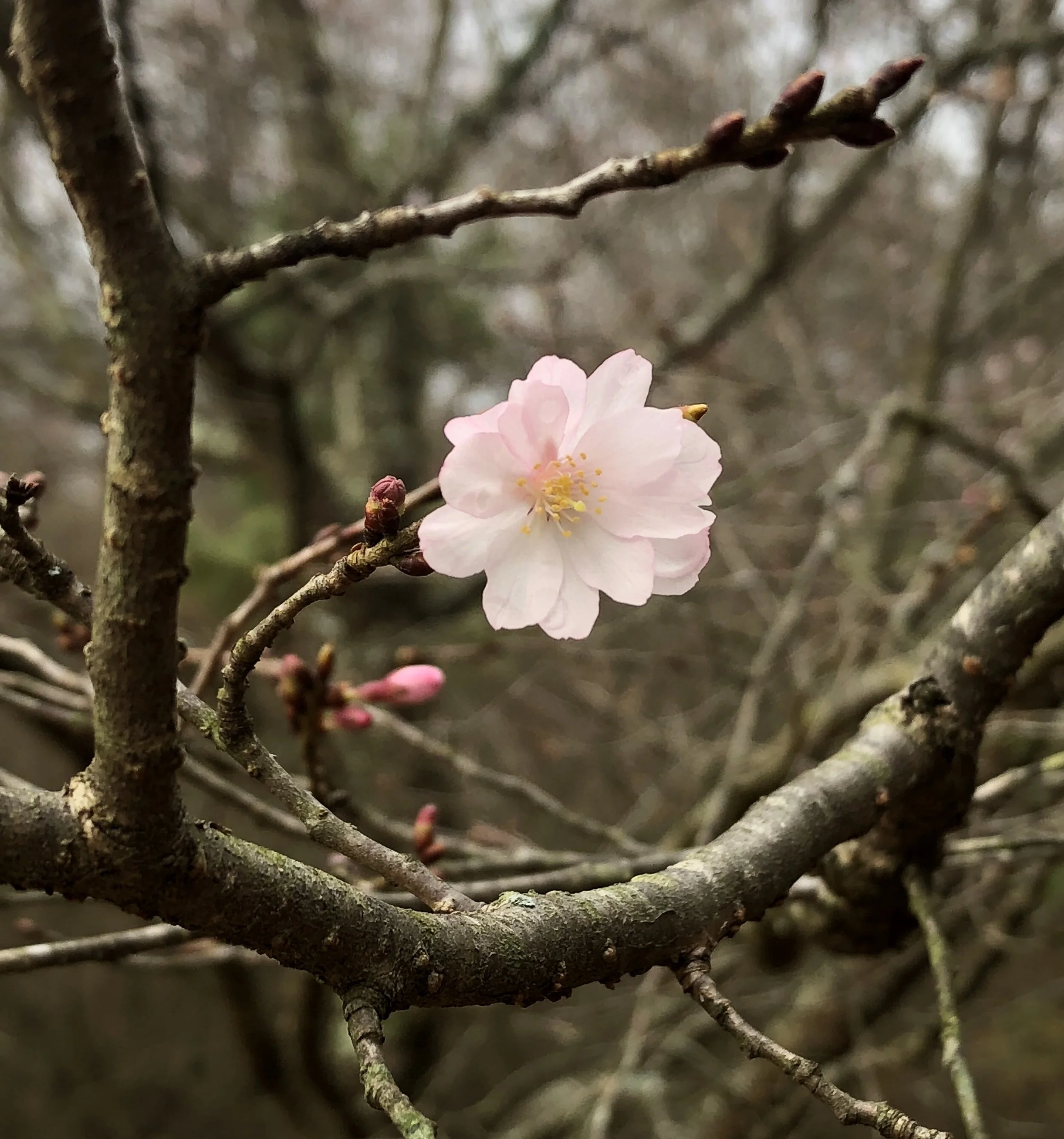 "Love comforteth..." (Shakespeare)