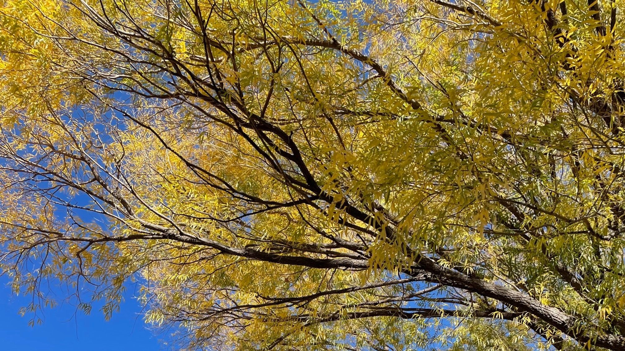 Carol Moldaw Broadsides