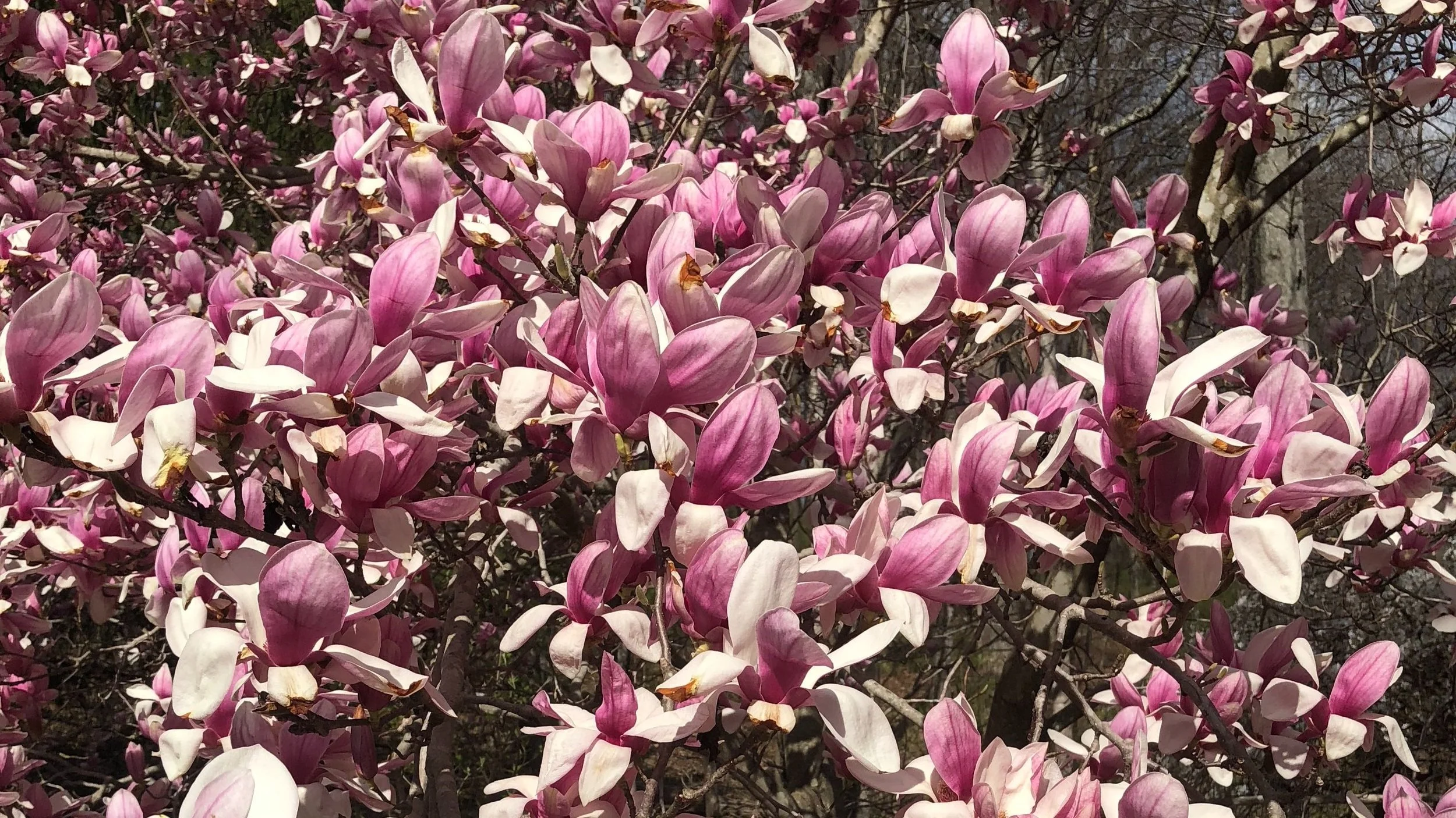 "I do love..." (Shakespeare)