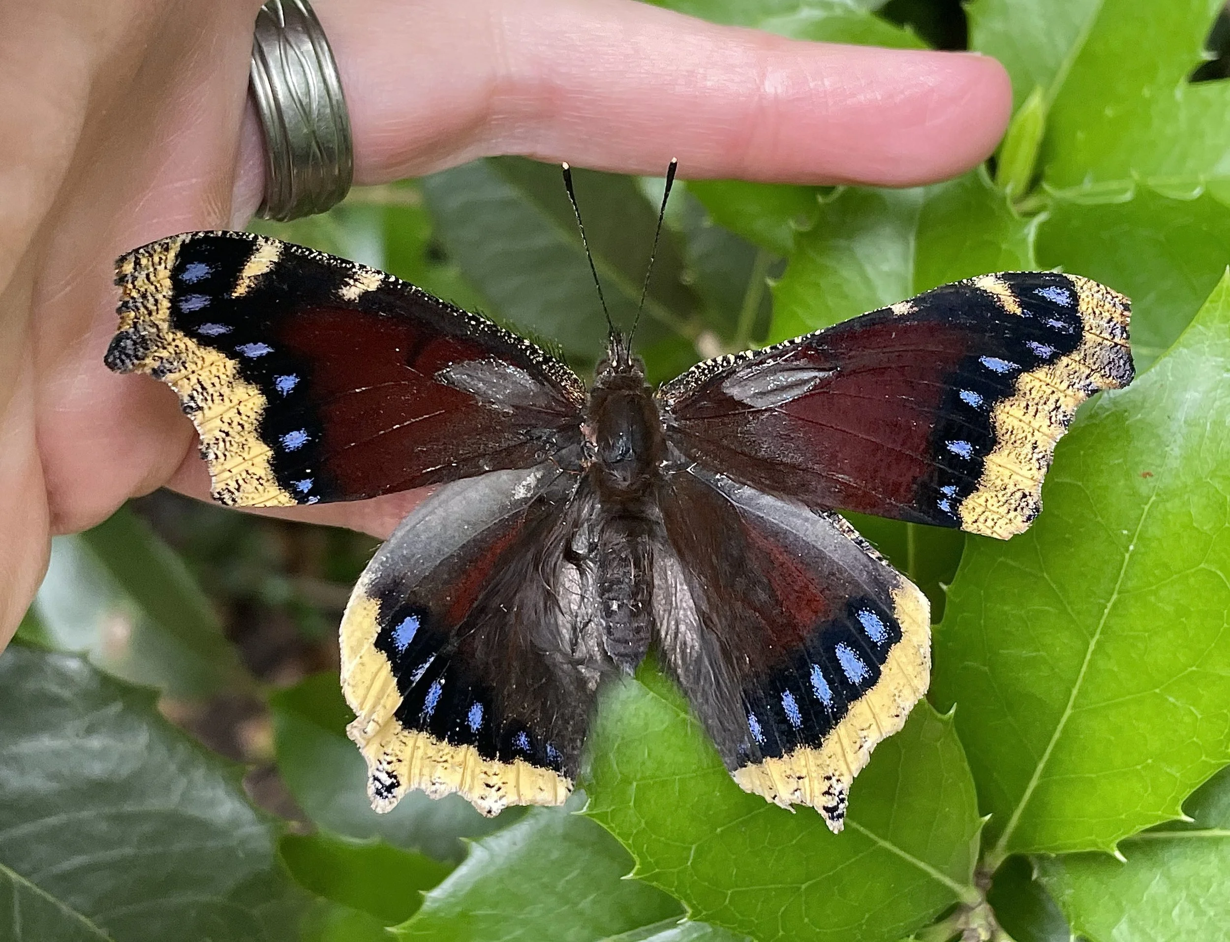 The Mariposa Prayer