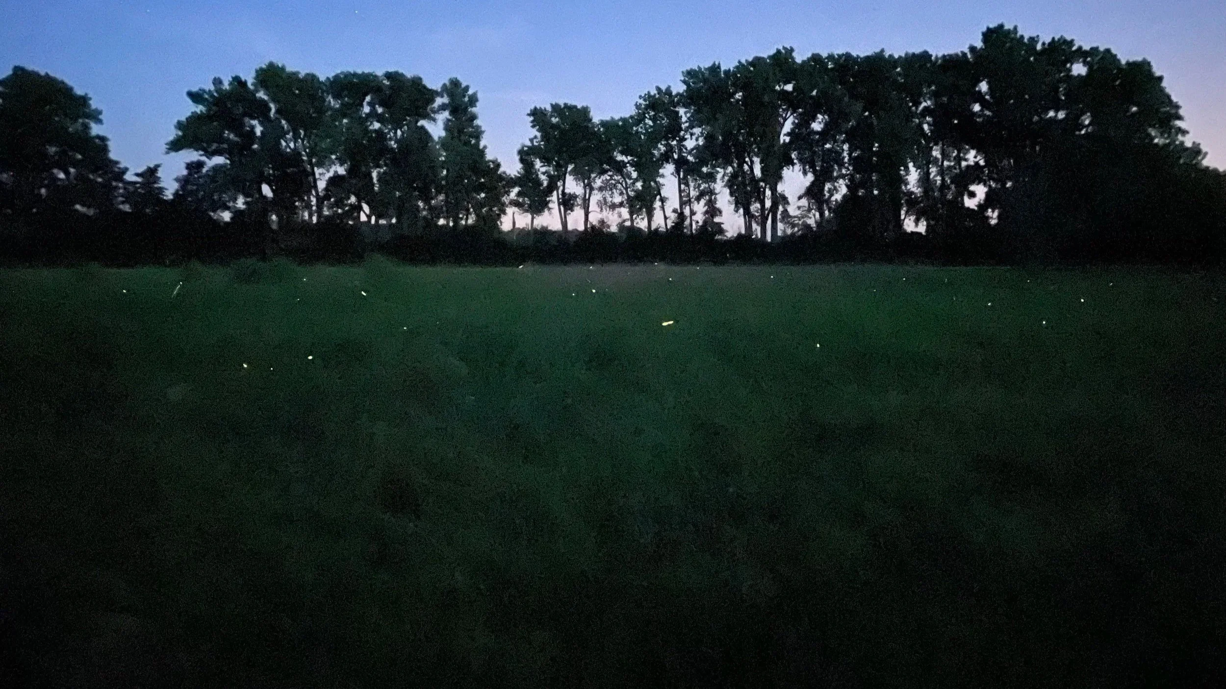 One Lightning Bug ~ Anna Lena Phillips Bell