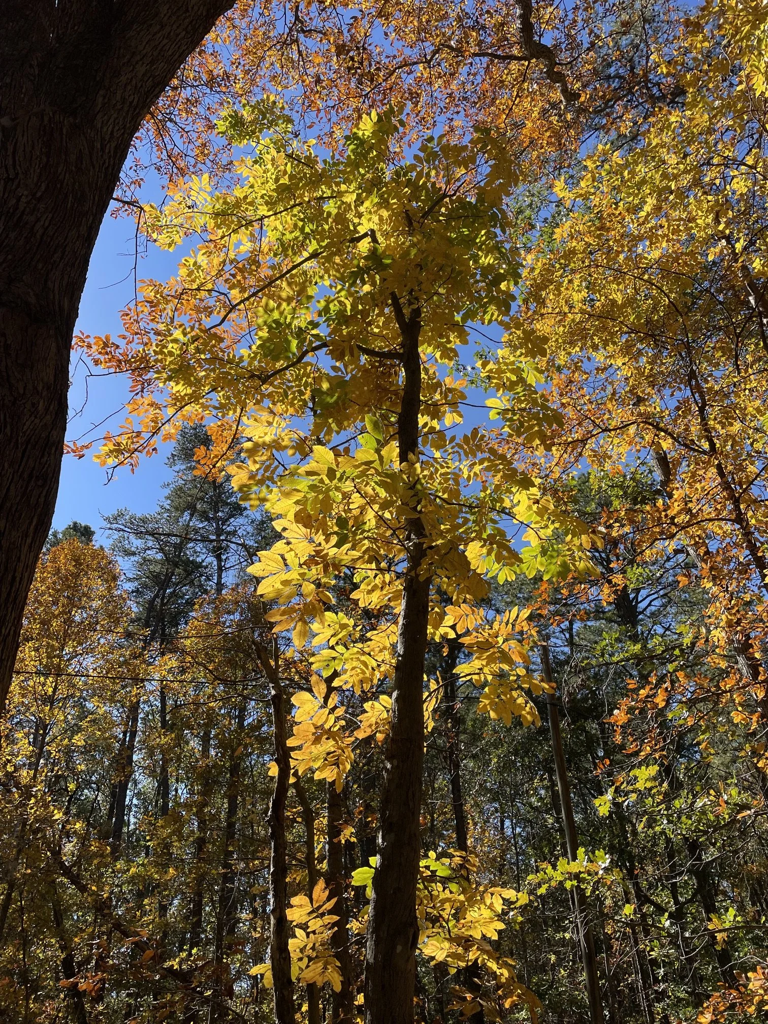 "Giving Thanks" by Henry David Thoreau