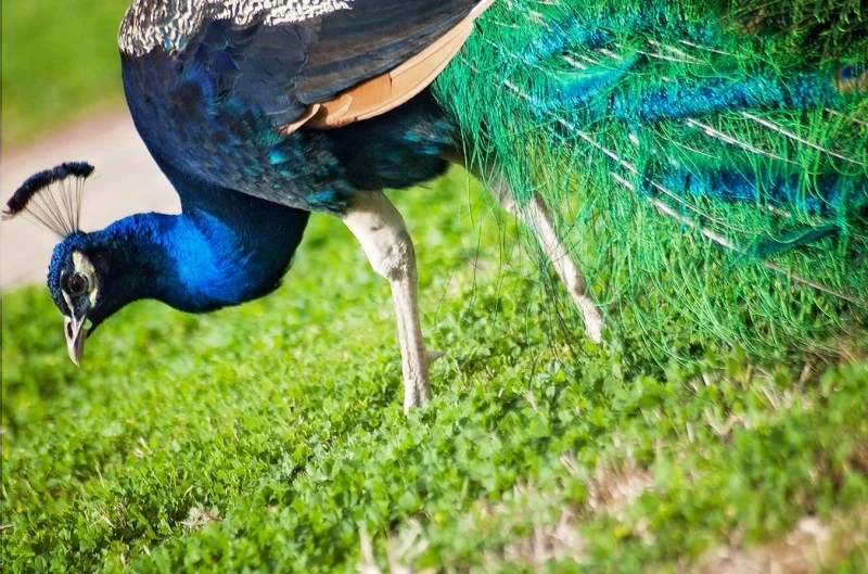 peacock 2.jpeg