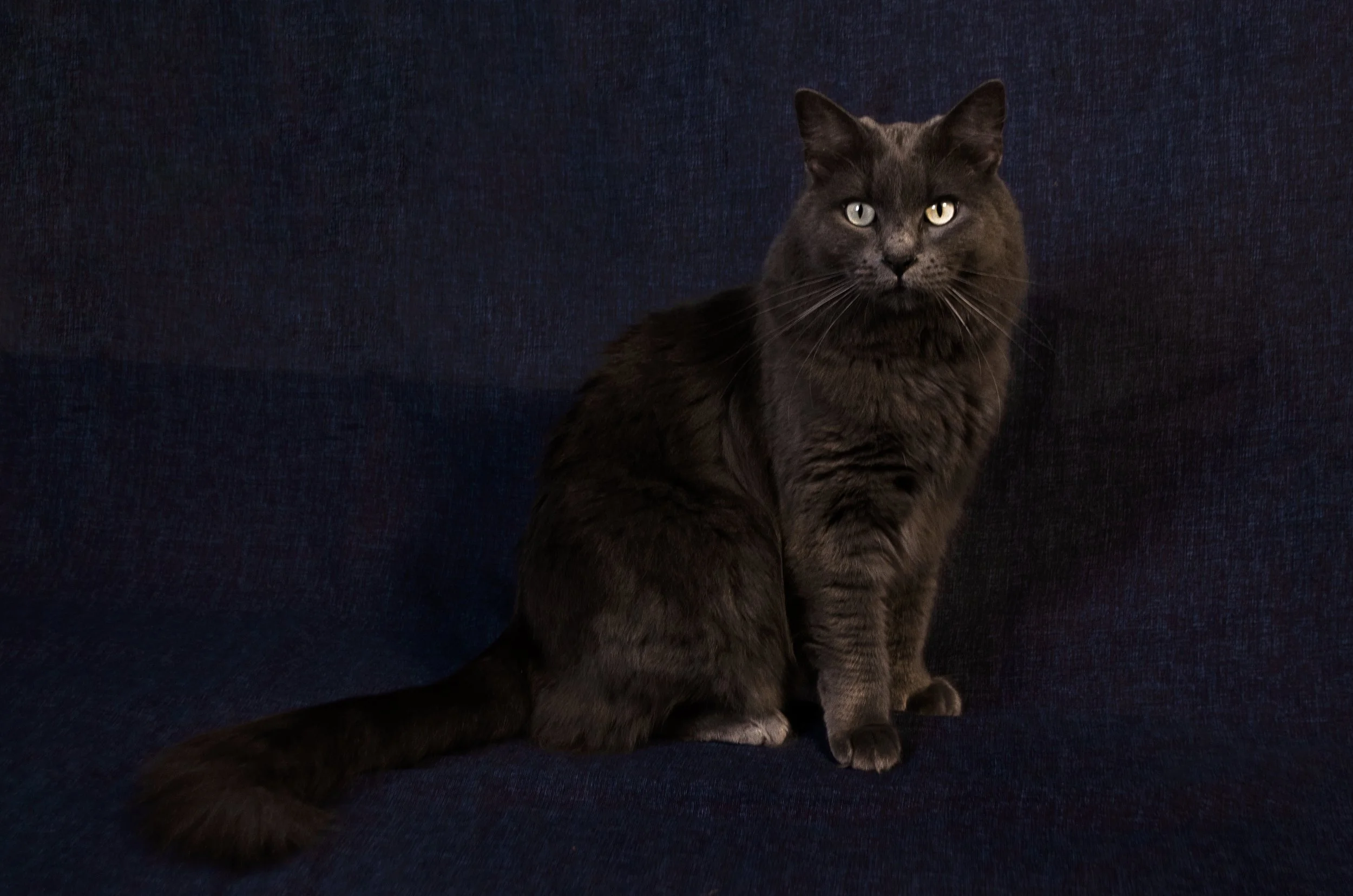 peluza promo 4.jpg