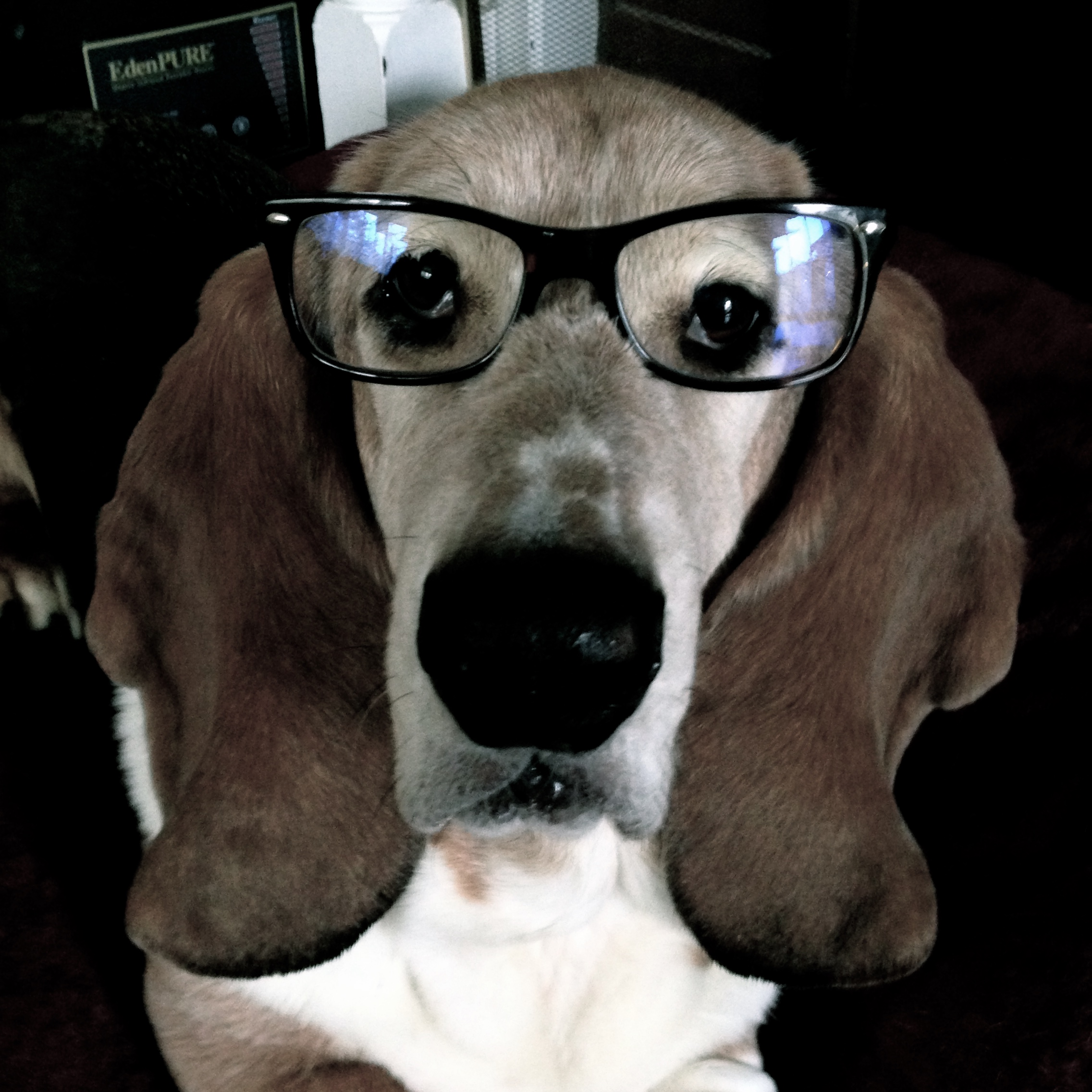 I measure what's in my food dish. And the number of times my owners make me wear human things. Like football jerseys and glasses...