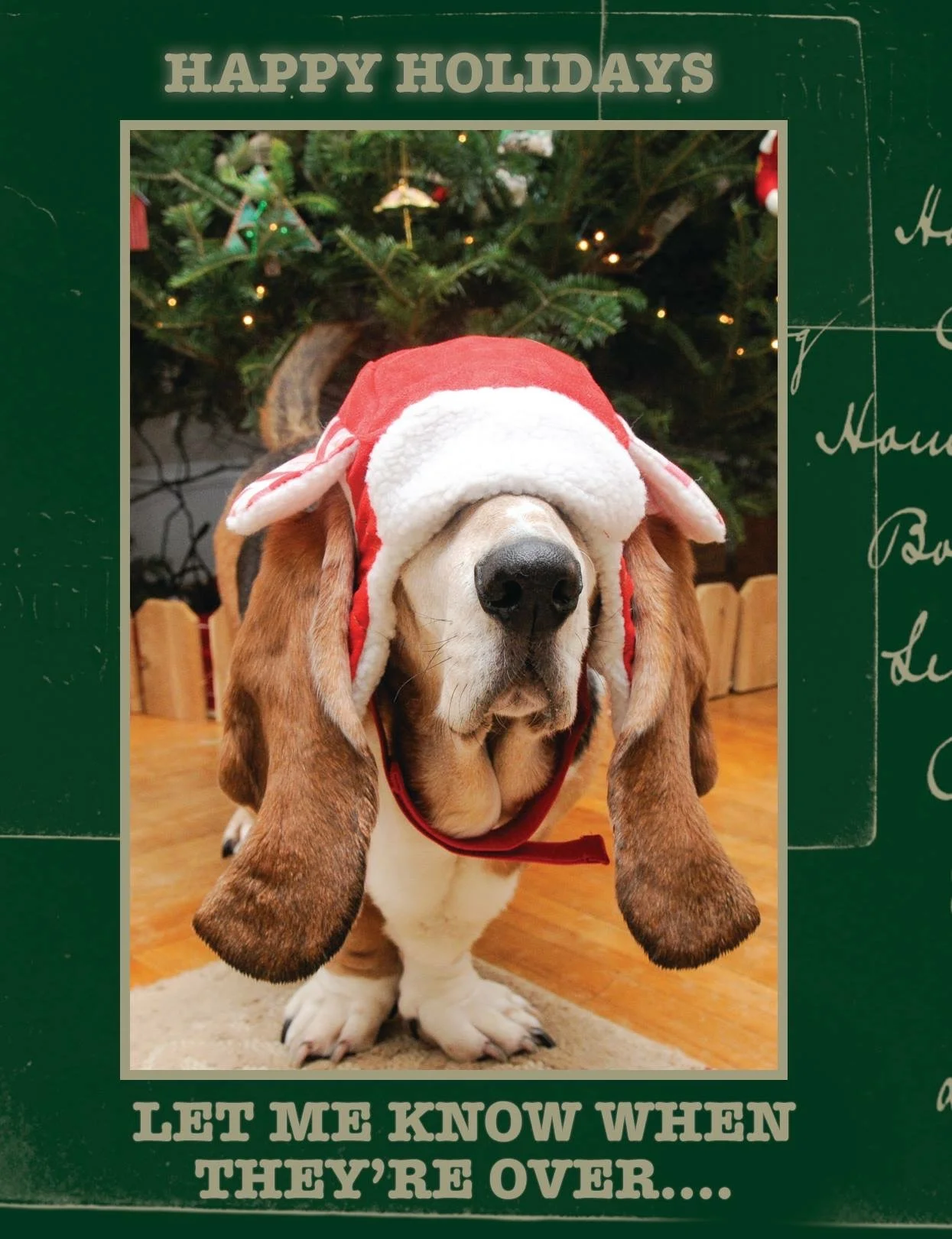 Rooney is a BIG fan of the holidays. Especially my annual holiday card.