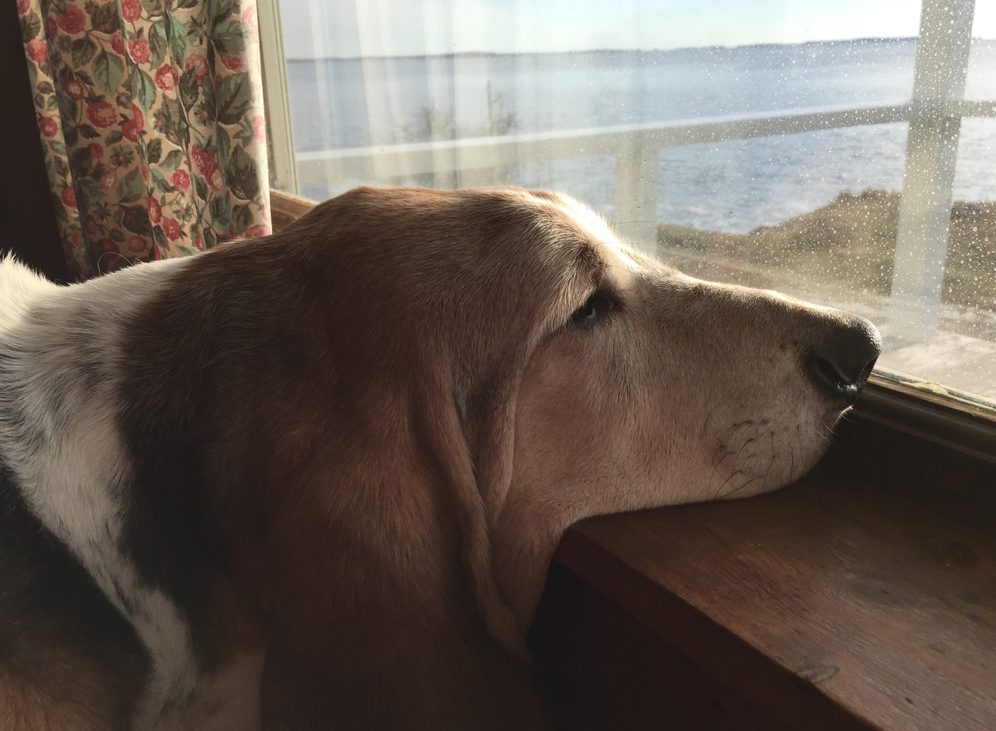 Don't settle. Unless it's settling your chin on a window sill to watch the ocean waves. 