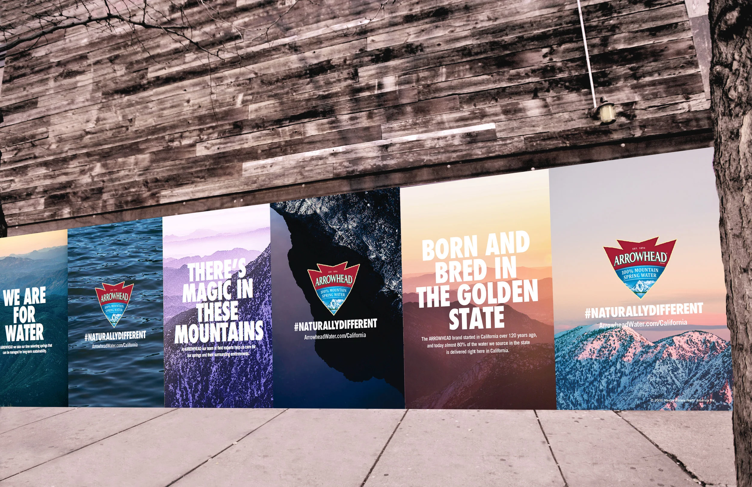 P_arrowhead_wild_in the situ_A.jpg