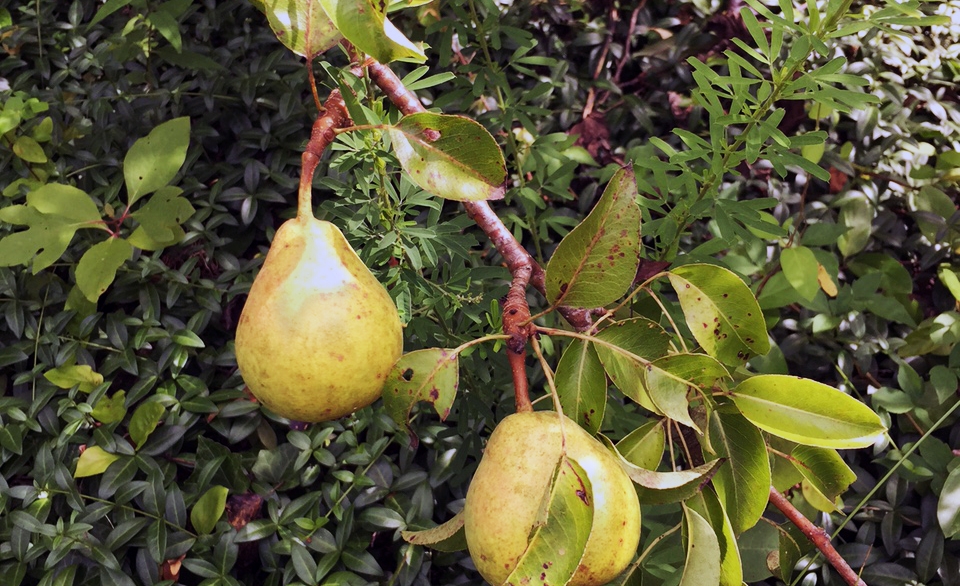 Fruiting Trees & Berries