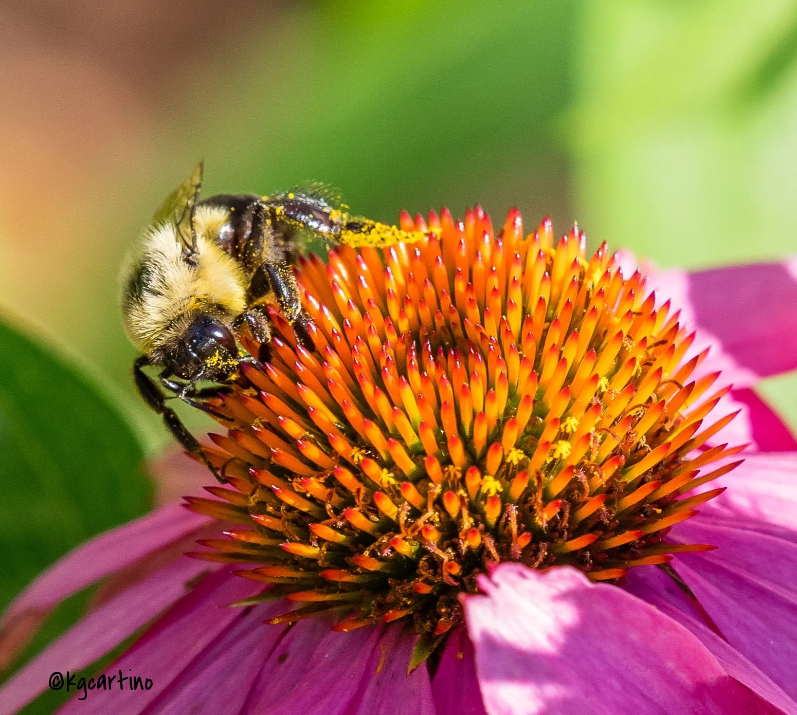 BumblebeePollen.jpg