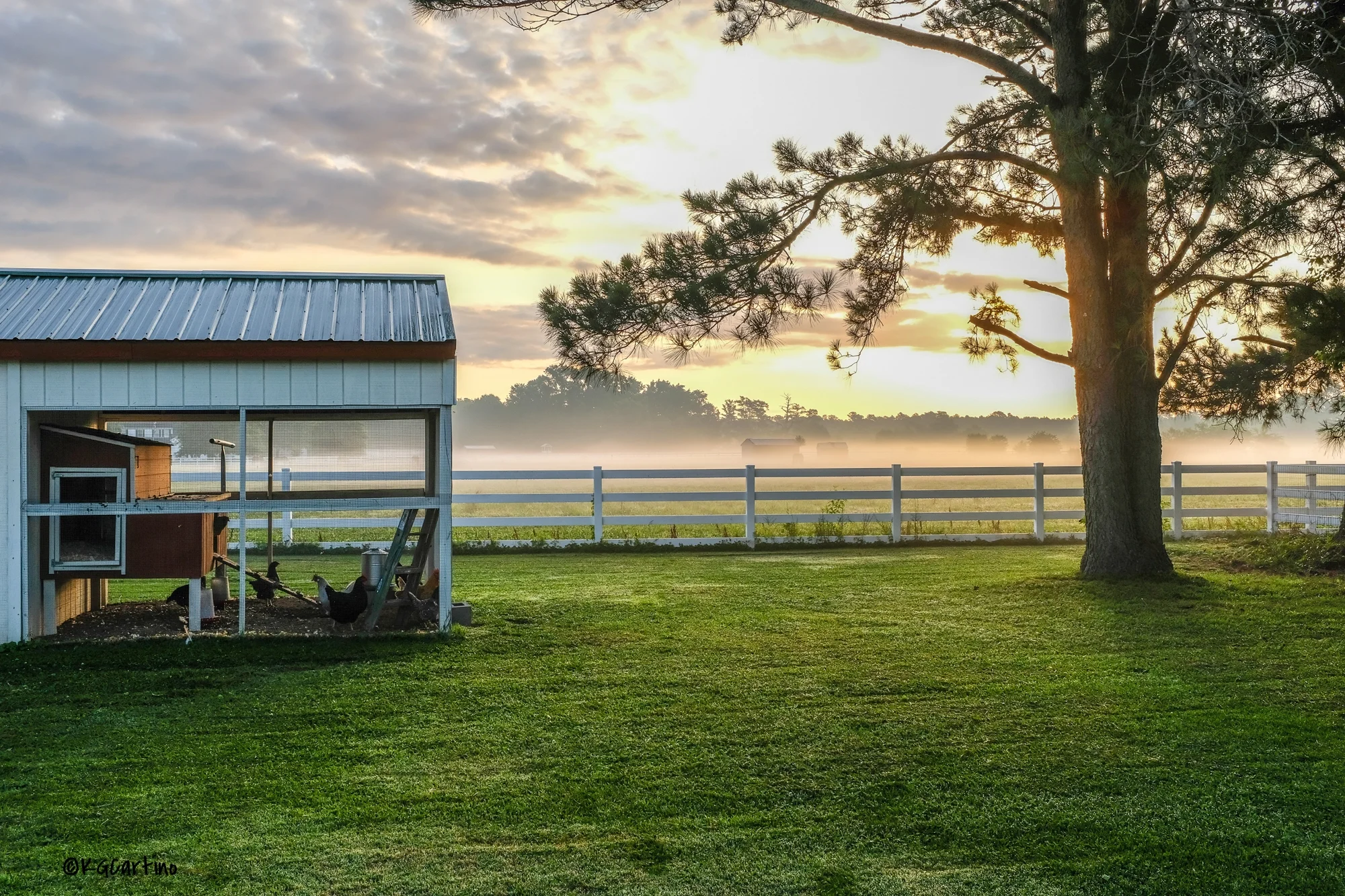 Chicken Coop - Yard