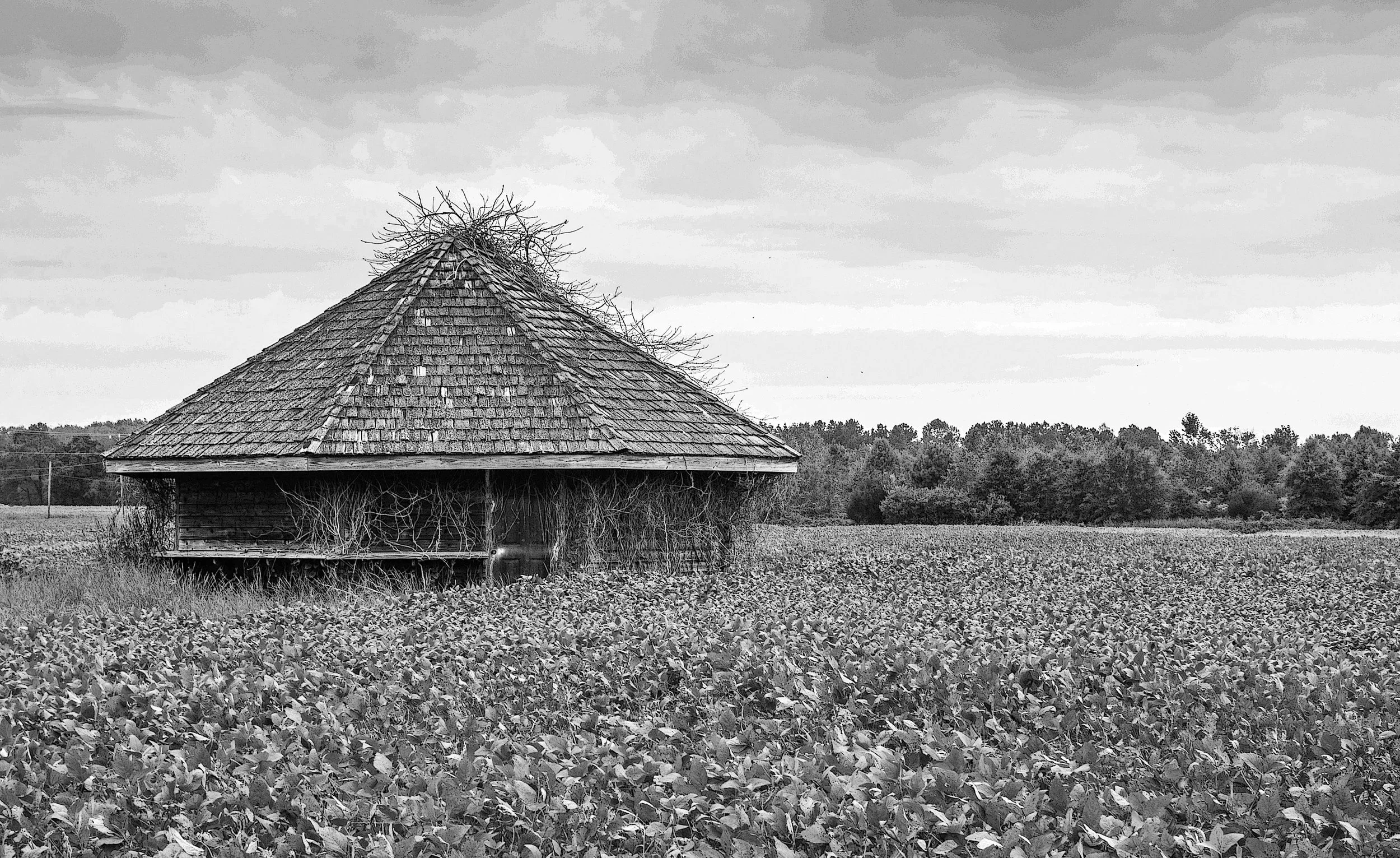 MillLandingVeggie2+BW.jpg