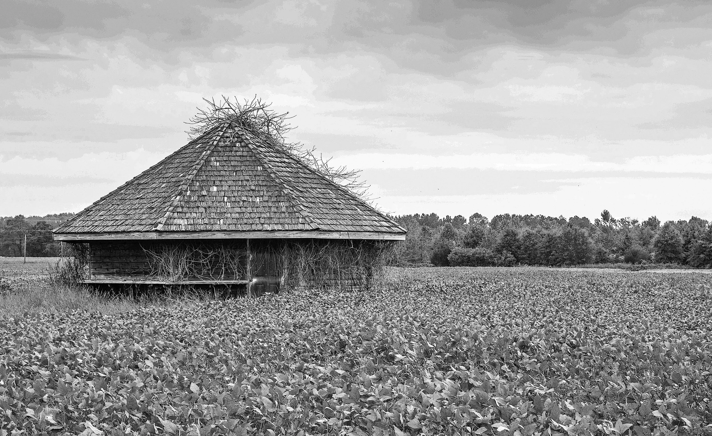 MillLandingVeggie2 BW.jpg