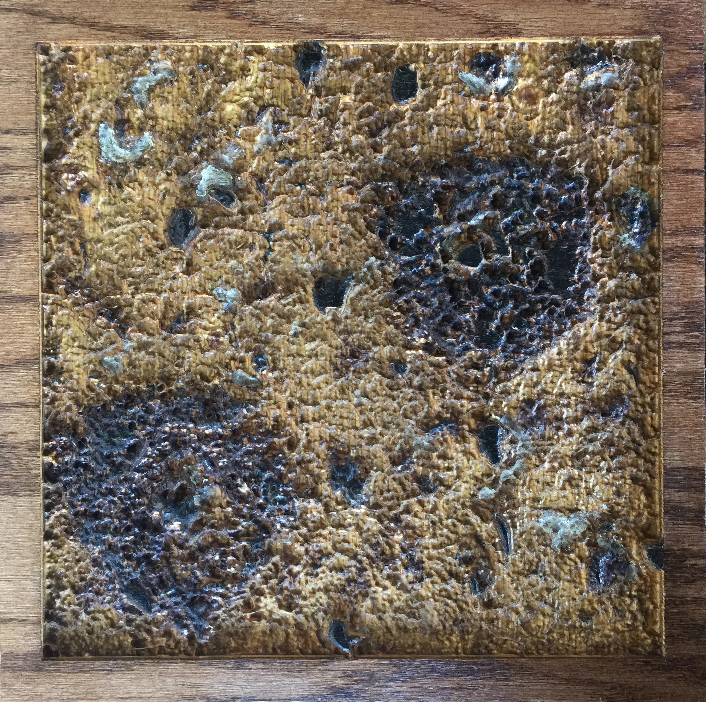 Plaques & Tangles, 2017