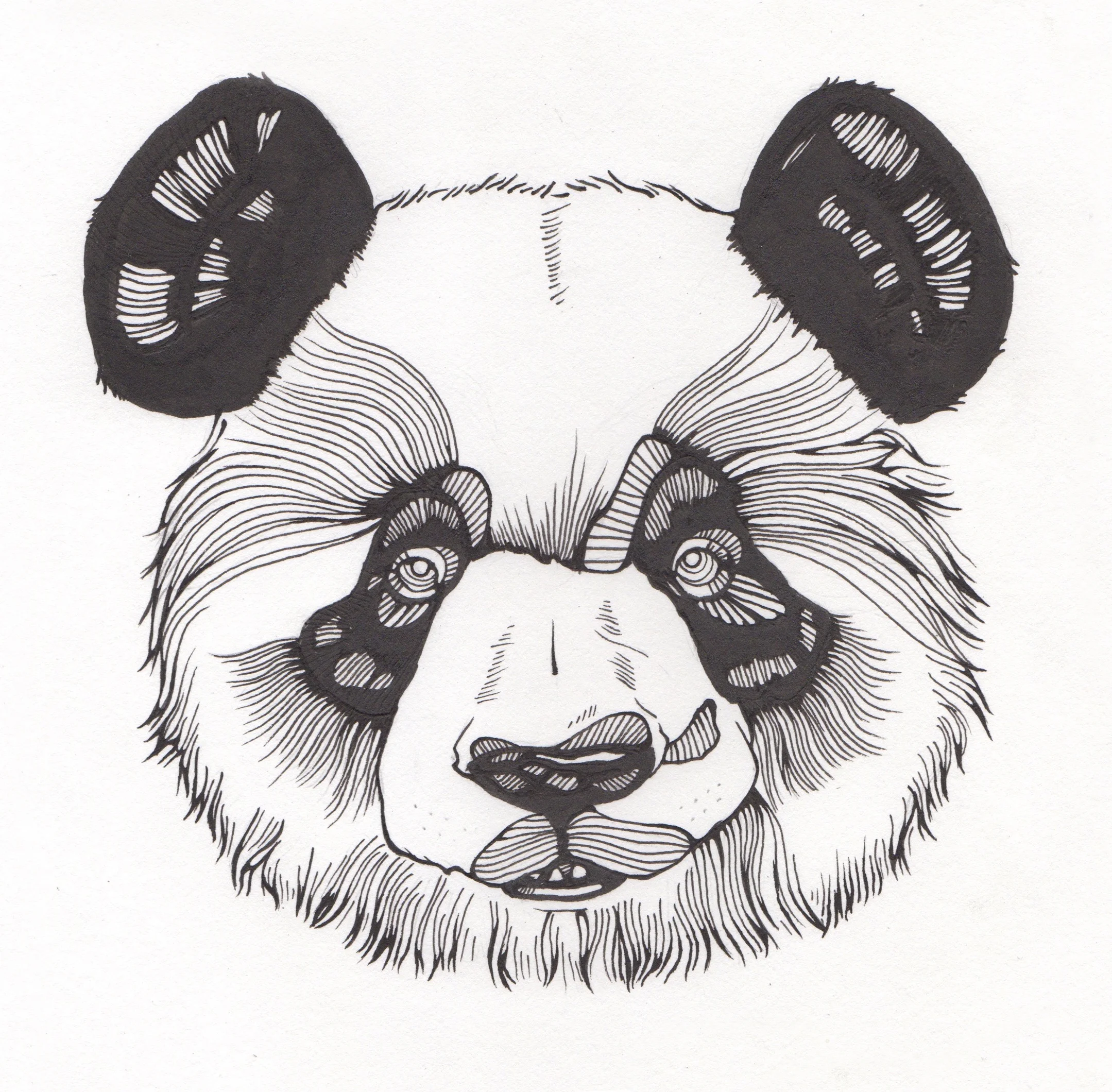 Giant Panda - 2017