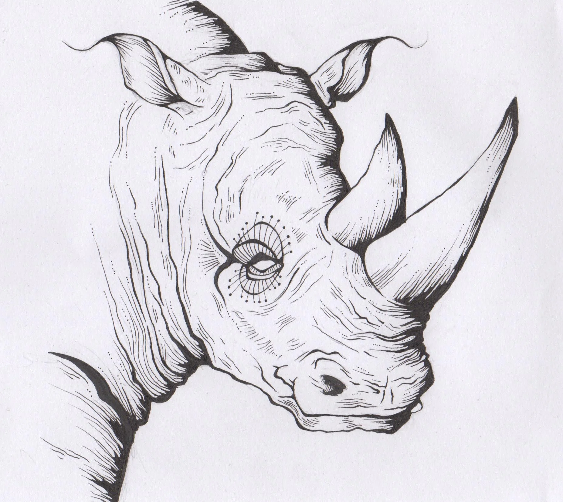 rhino.jpg