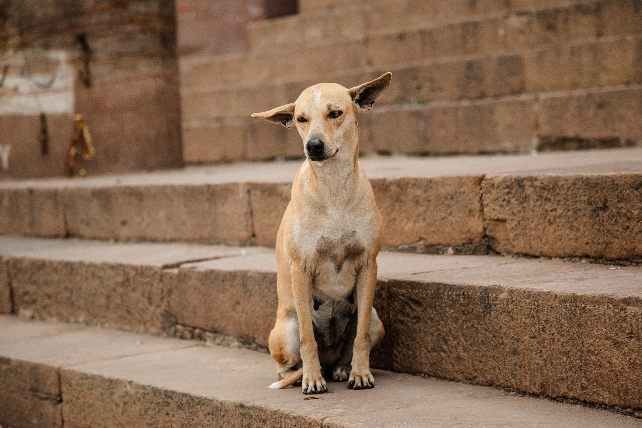 04_IndiaDogs_150112.jpg