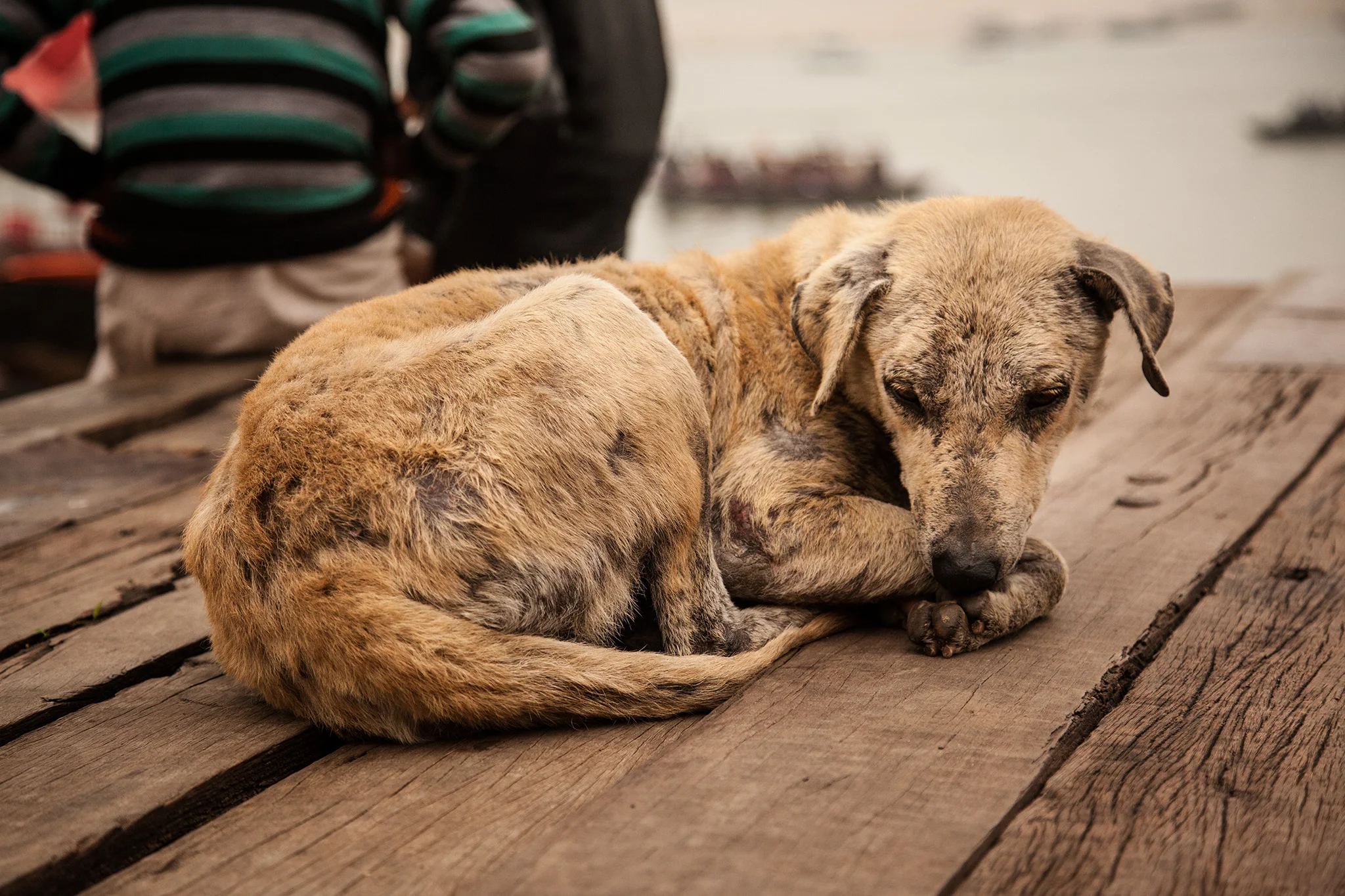 09_IndiaDogs_150112.jpg