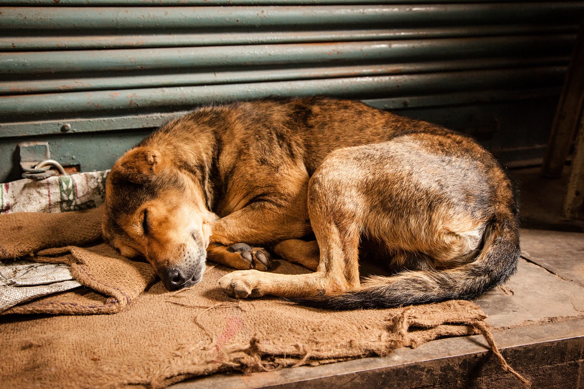 08_IndiaDogs_150111.jpg