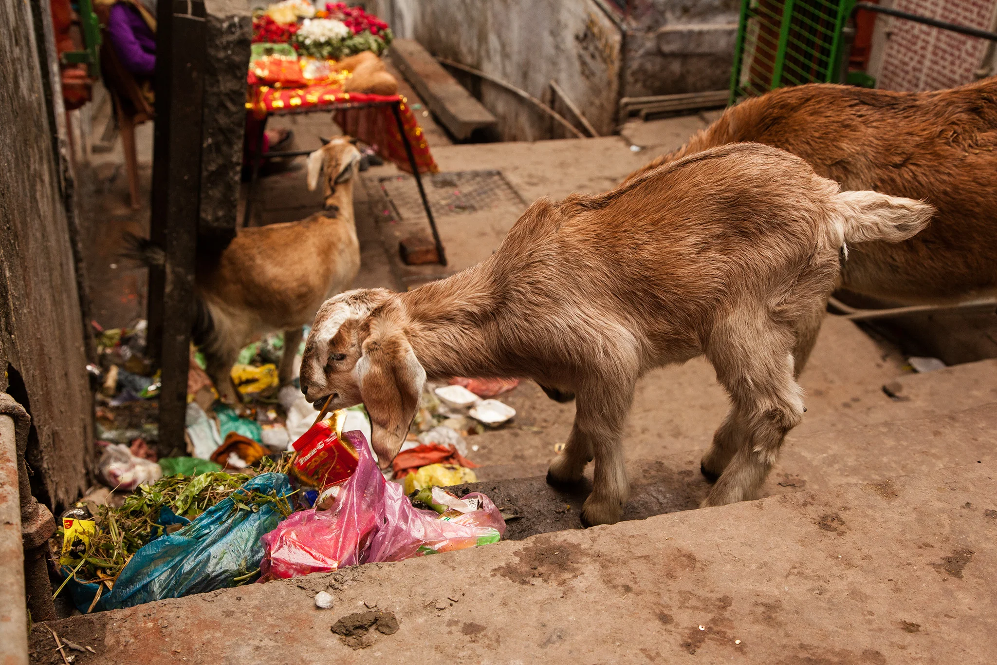 11_IndiaDogs_150111.jpg