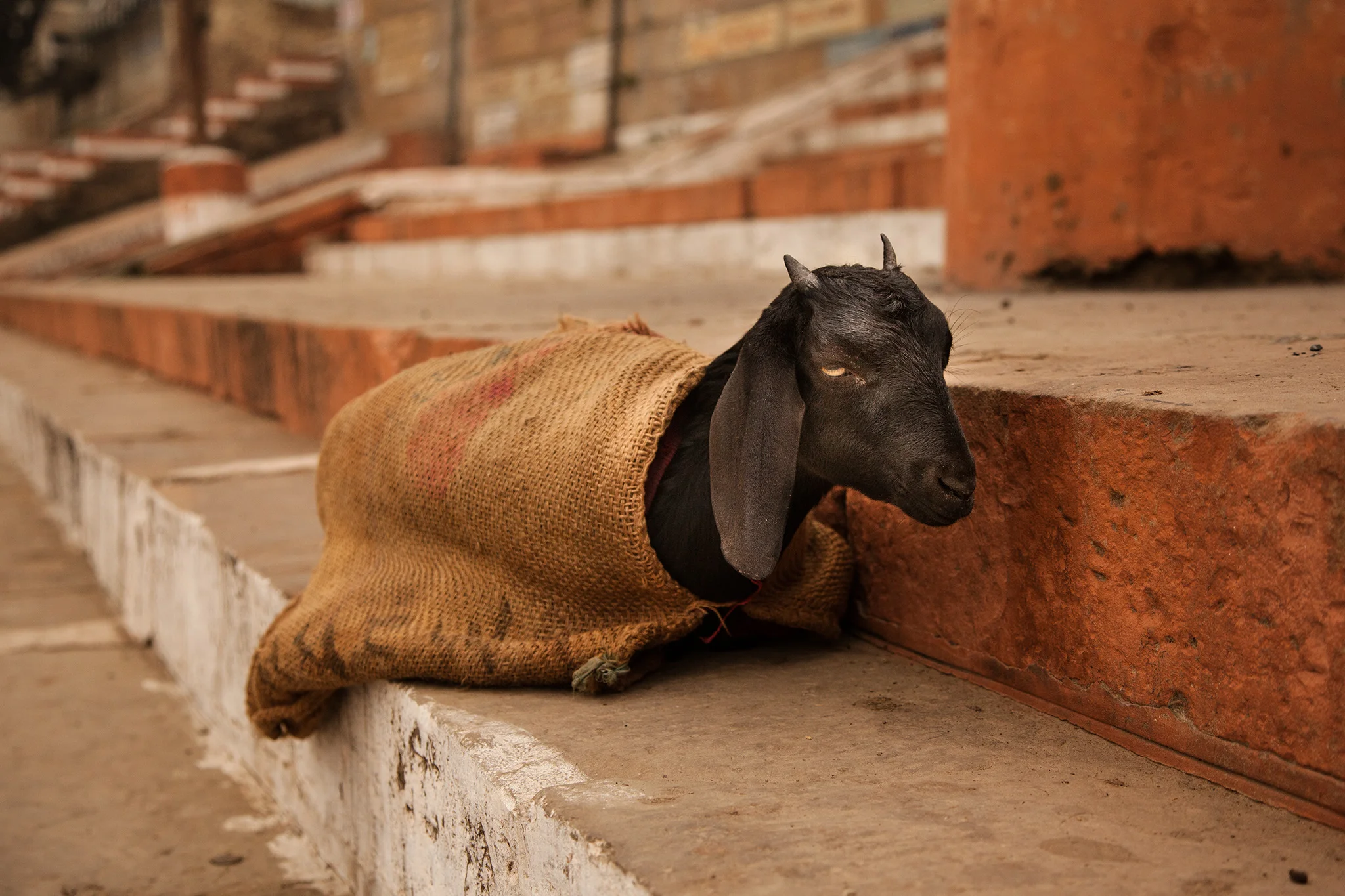 12_IndiaDogs_150112.jpg