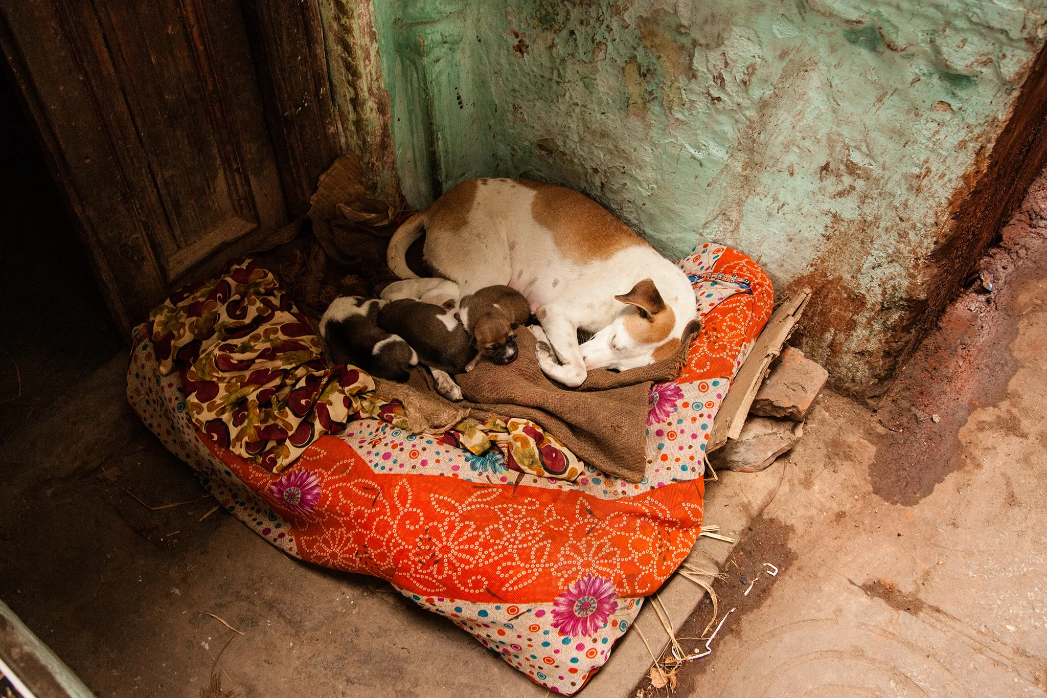 14_IndiaDogs_150111.jpg