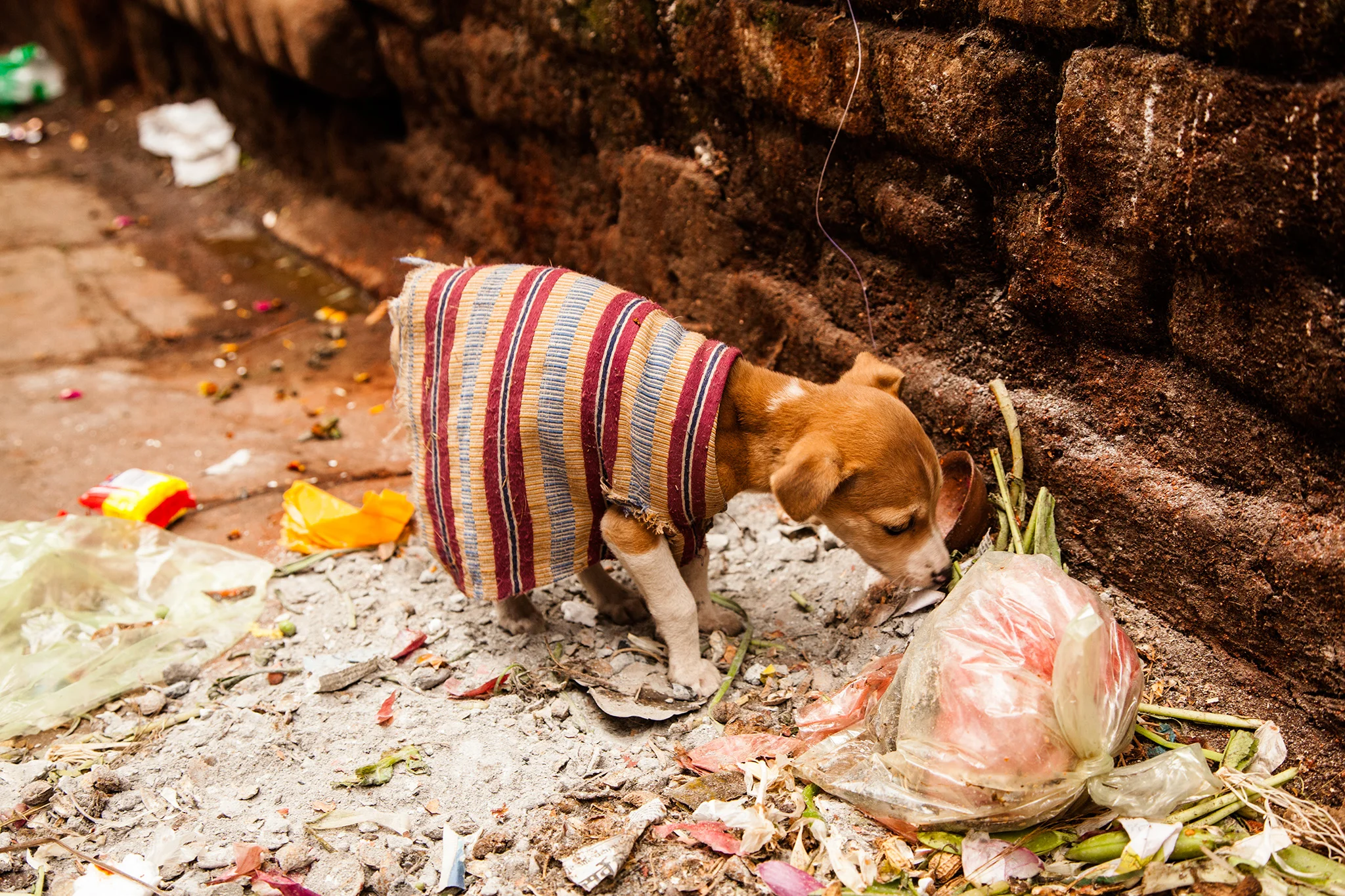 15_IndiaDogs_150111.jpg