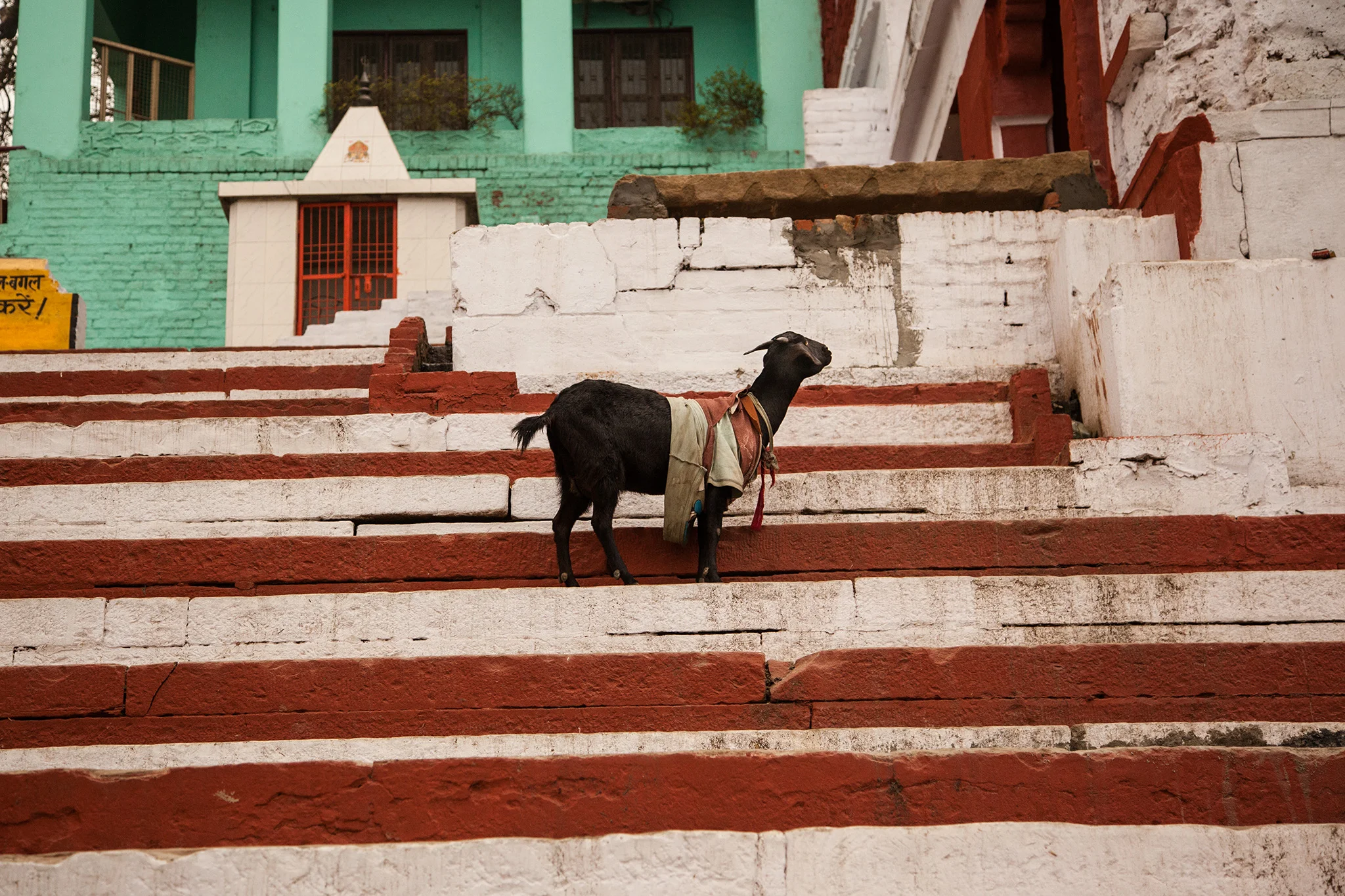 16_IndiaDogs_150112.jpg