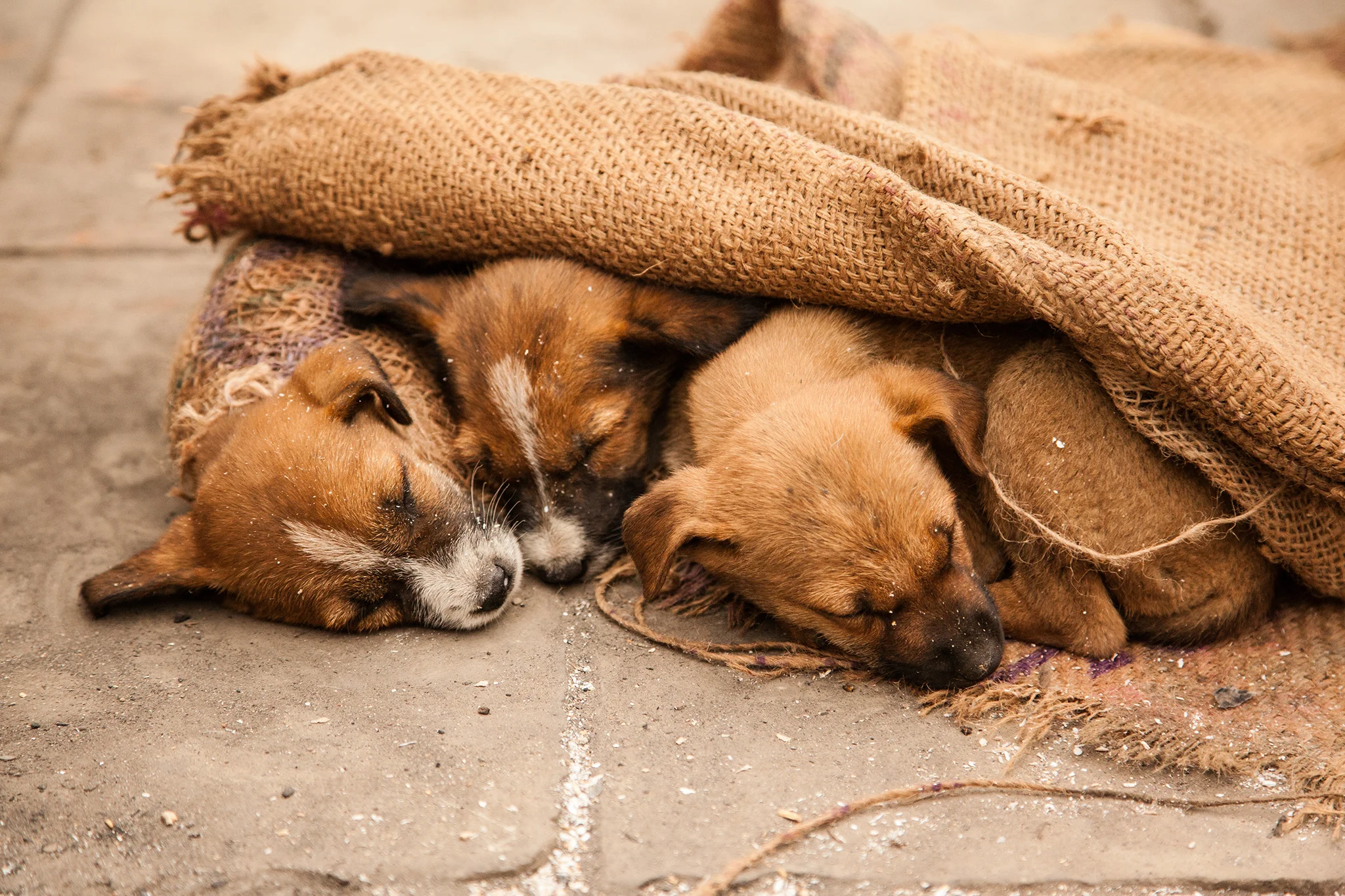 19_IndiaDogs_150112.jpg