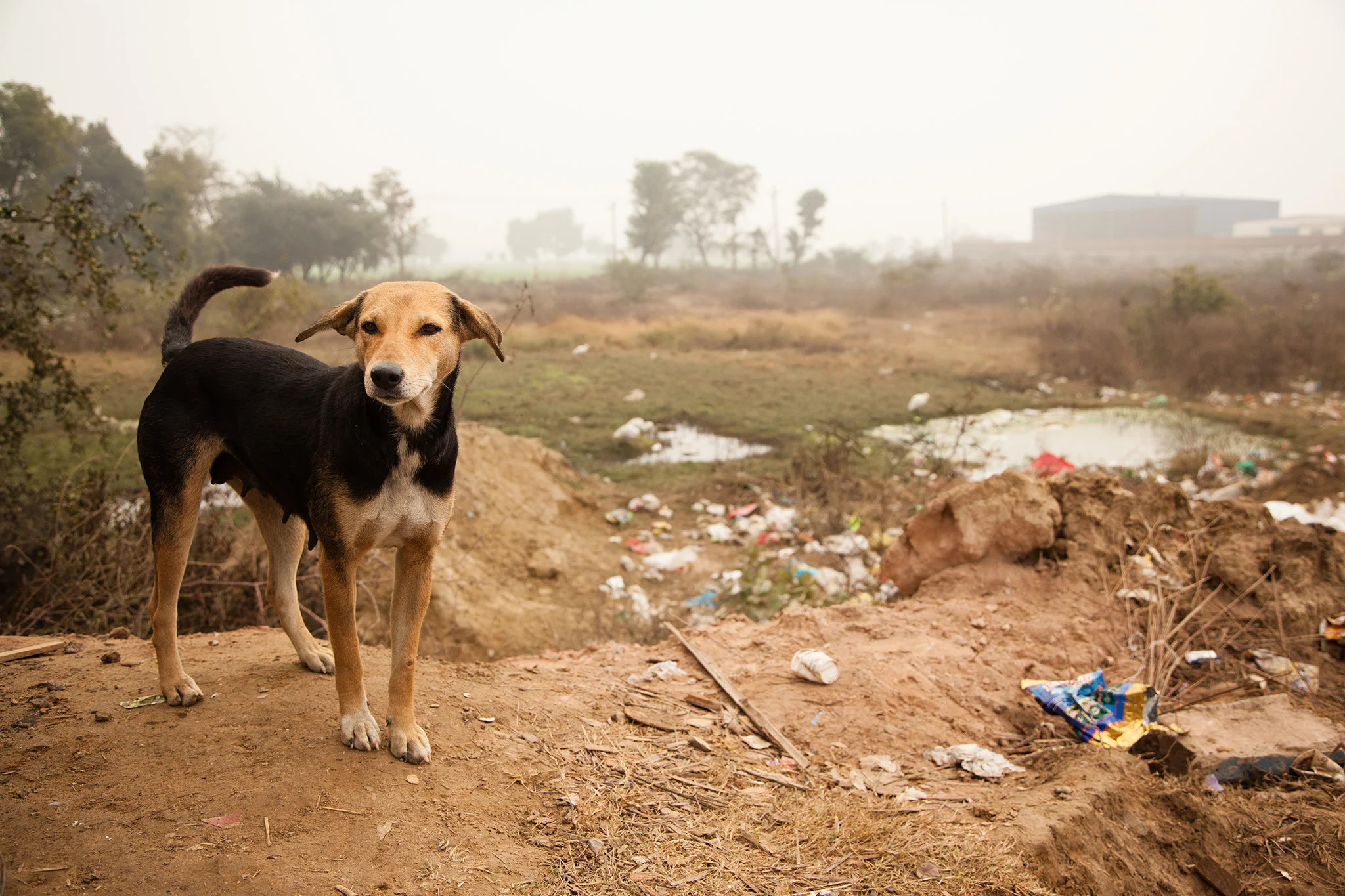 01_IndiaDogs_150104.jpg