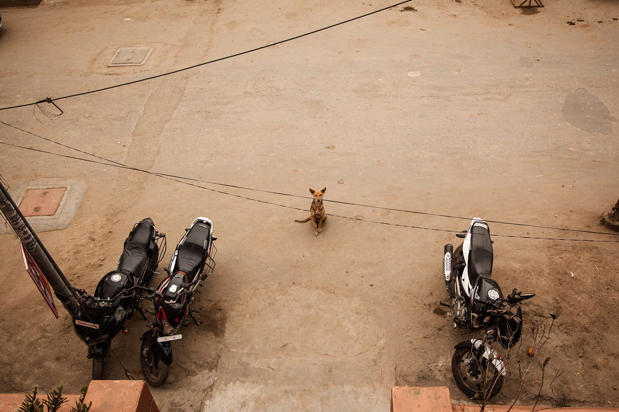 20_IndiaDogs_150112.jpg