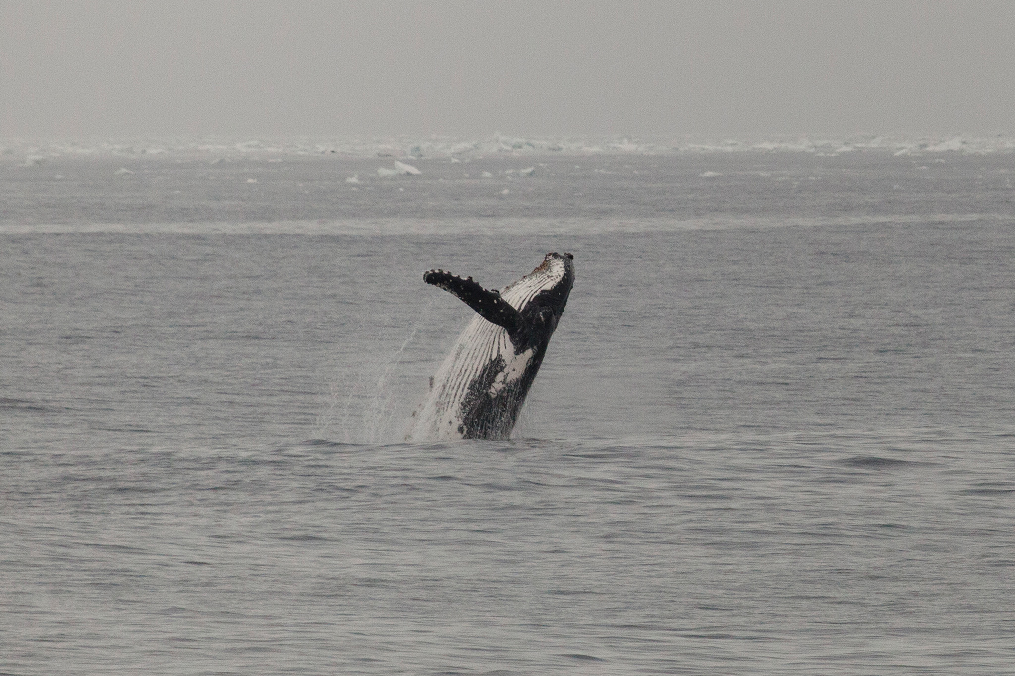 04_MarineLIfe_130116.jpg