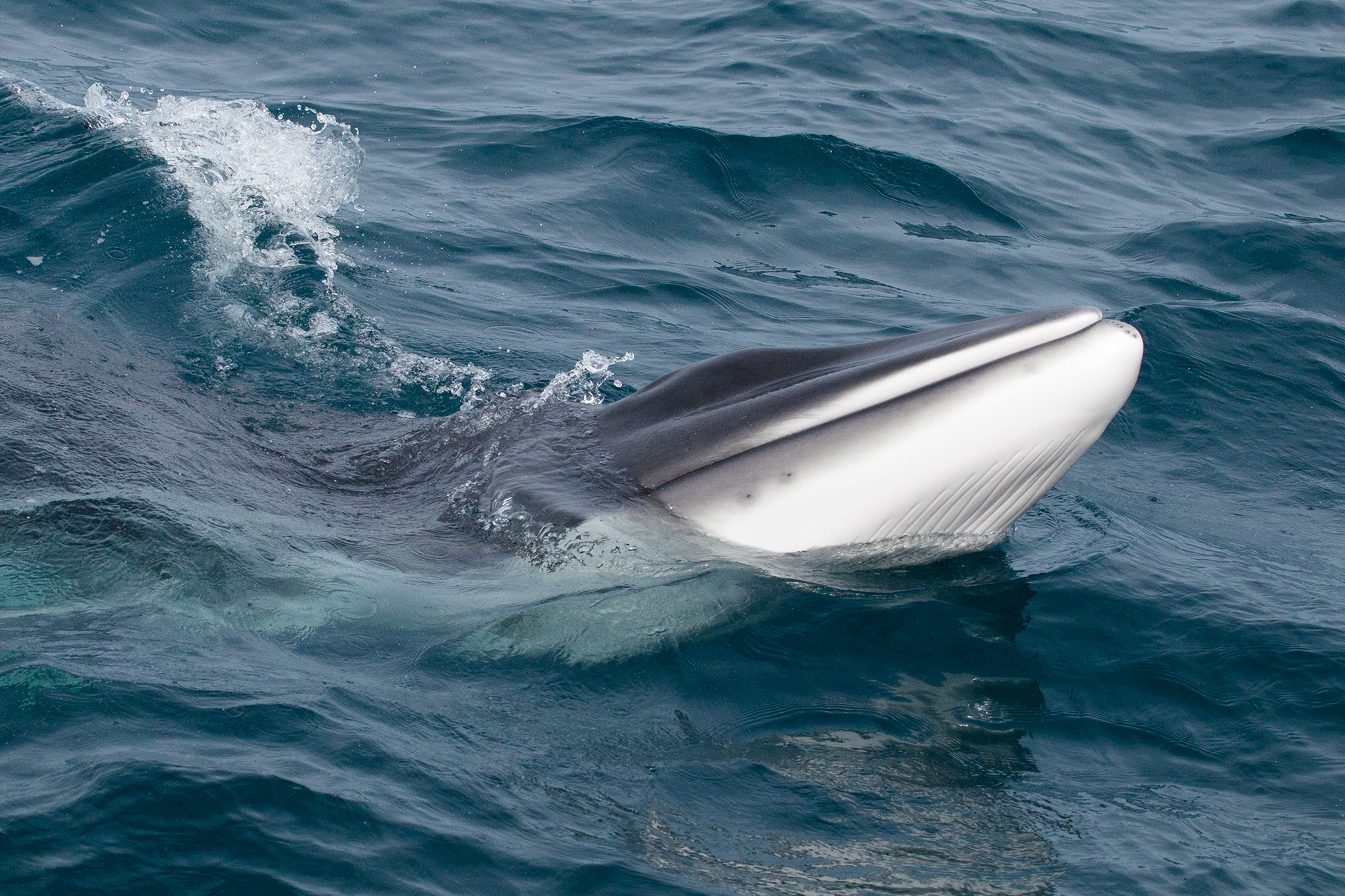 19_MarineLIfe_130114.jpg