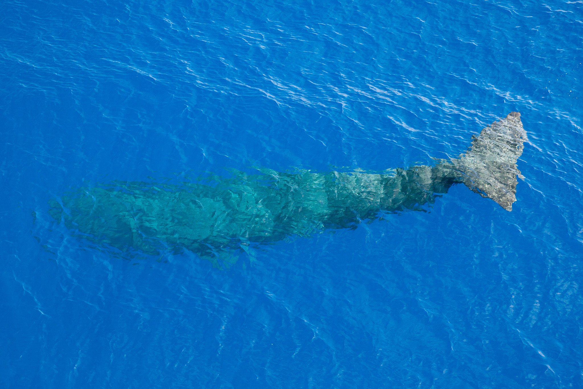 27_MarineLIfe_140713.jpg