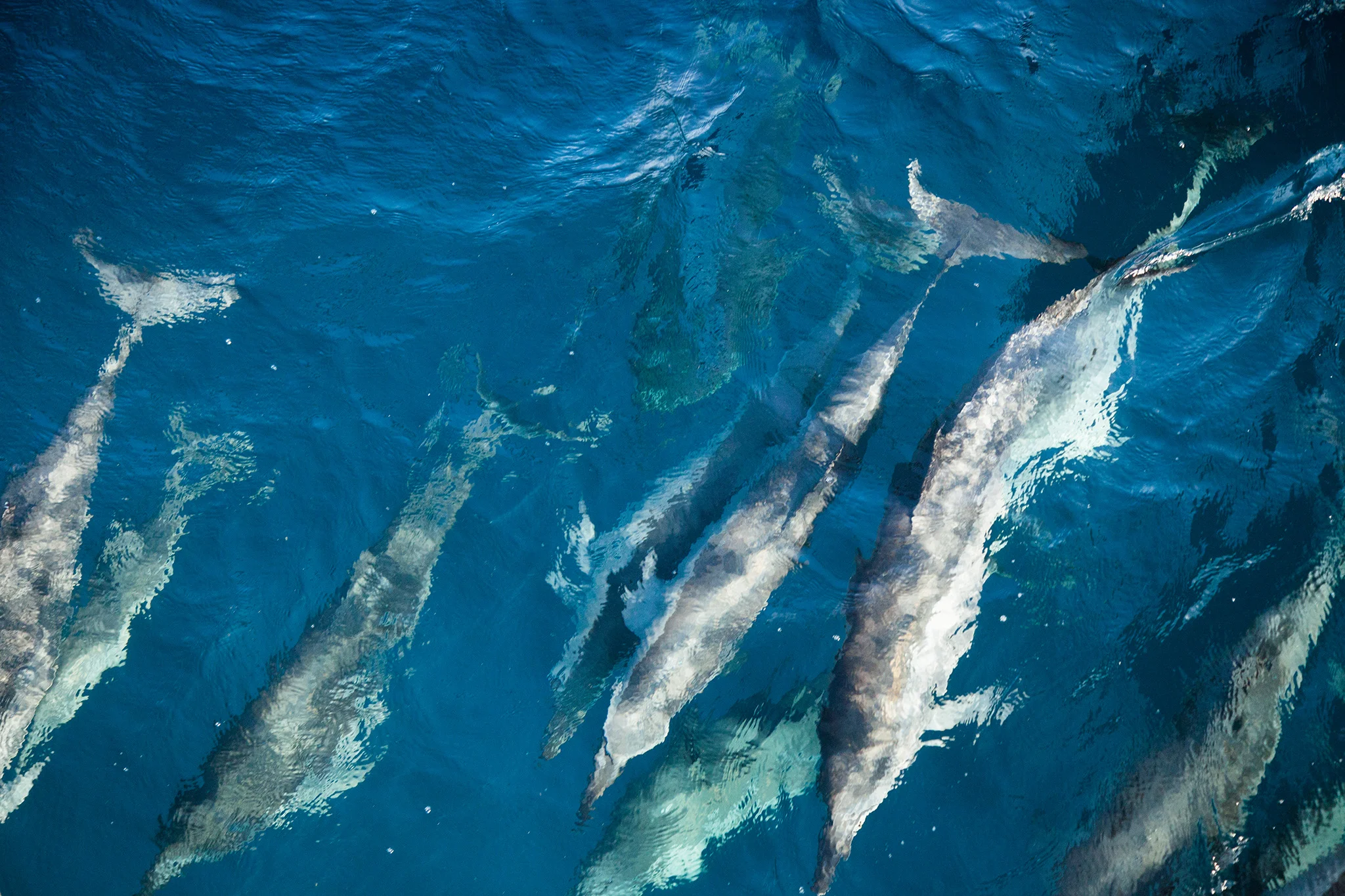 35_MarineLIfe_140611.jpg