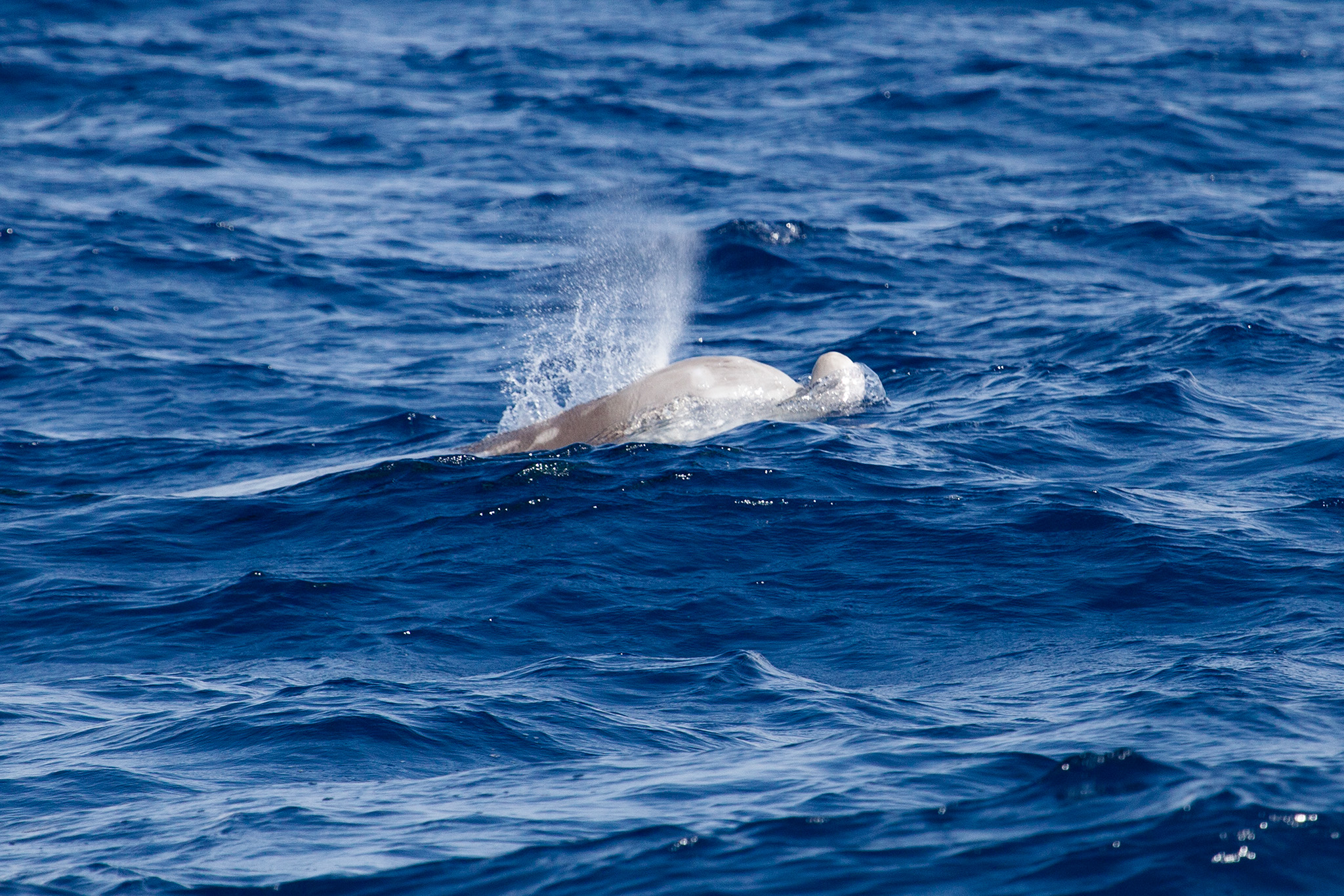 52_MarineLIfe_130629.jpg