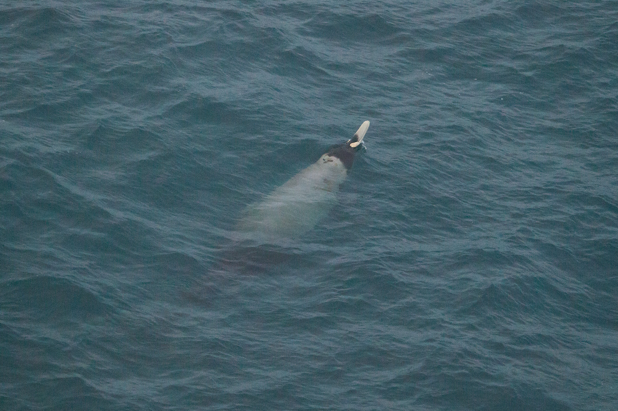 57_MarineLIfe_140106.jpg