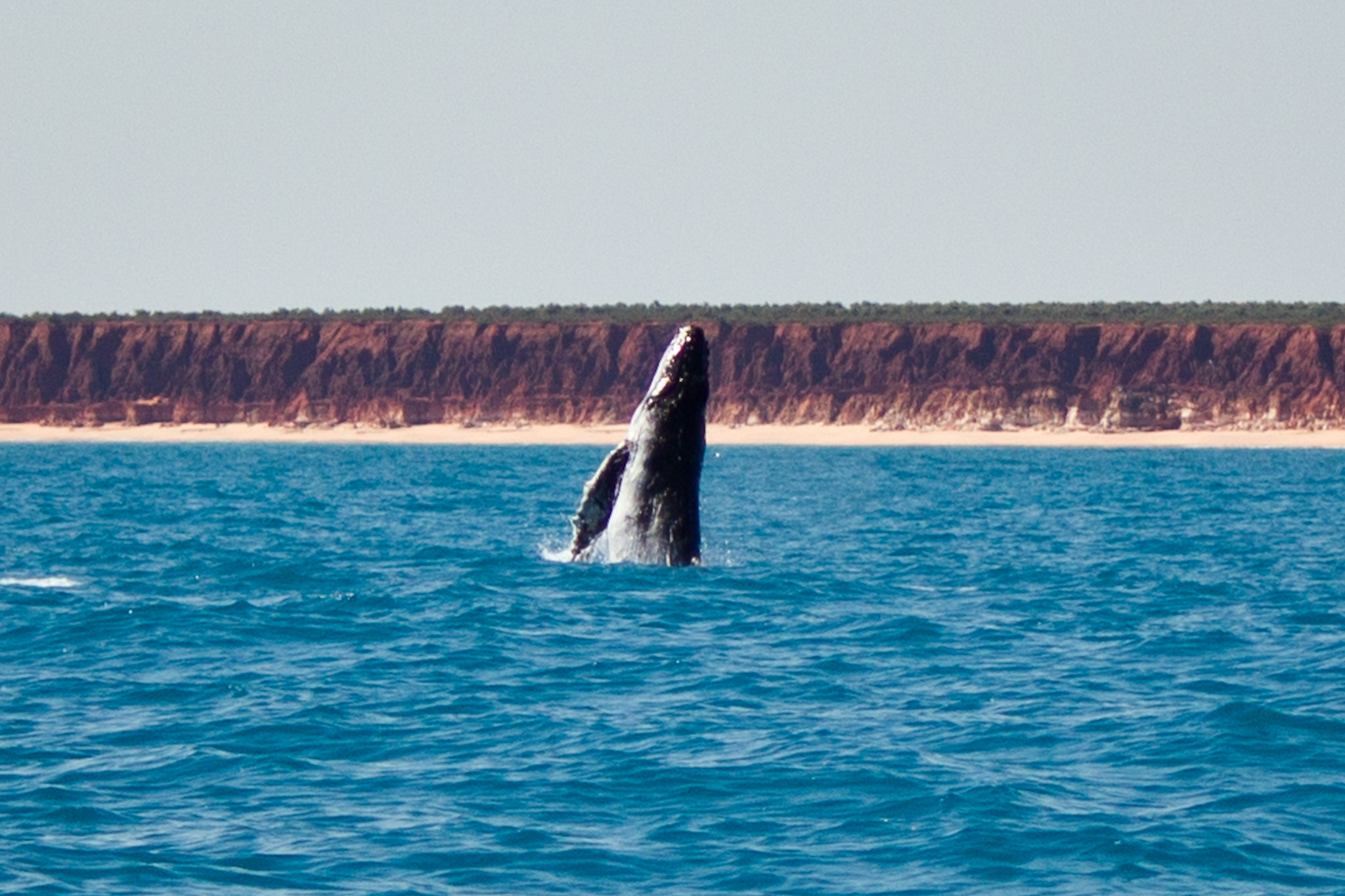 009_SeaShepherd_120809.jpg