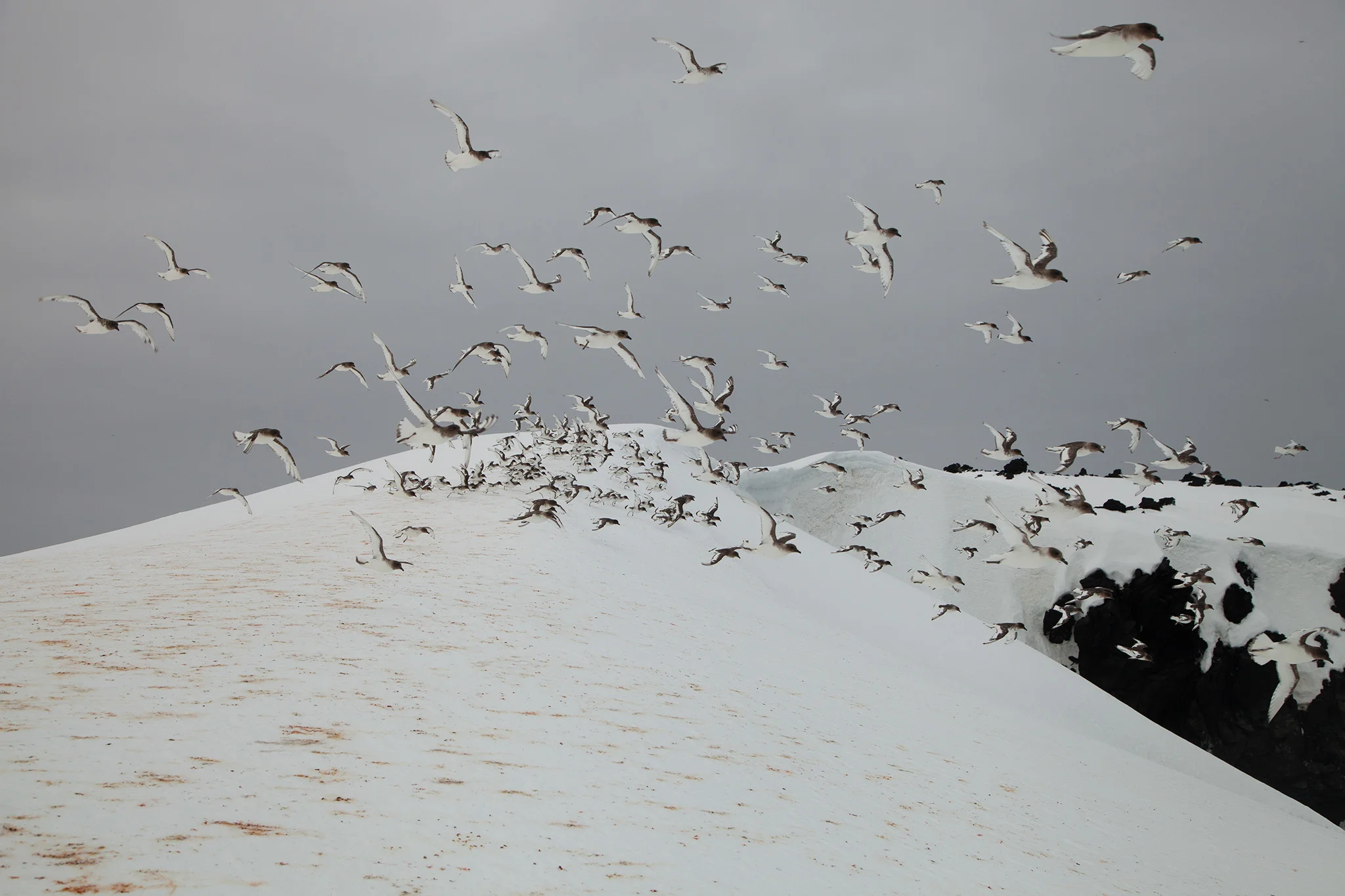 08_Antarctica_130124.jpg