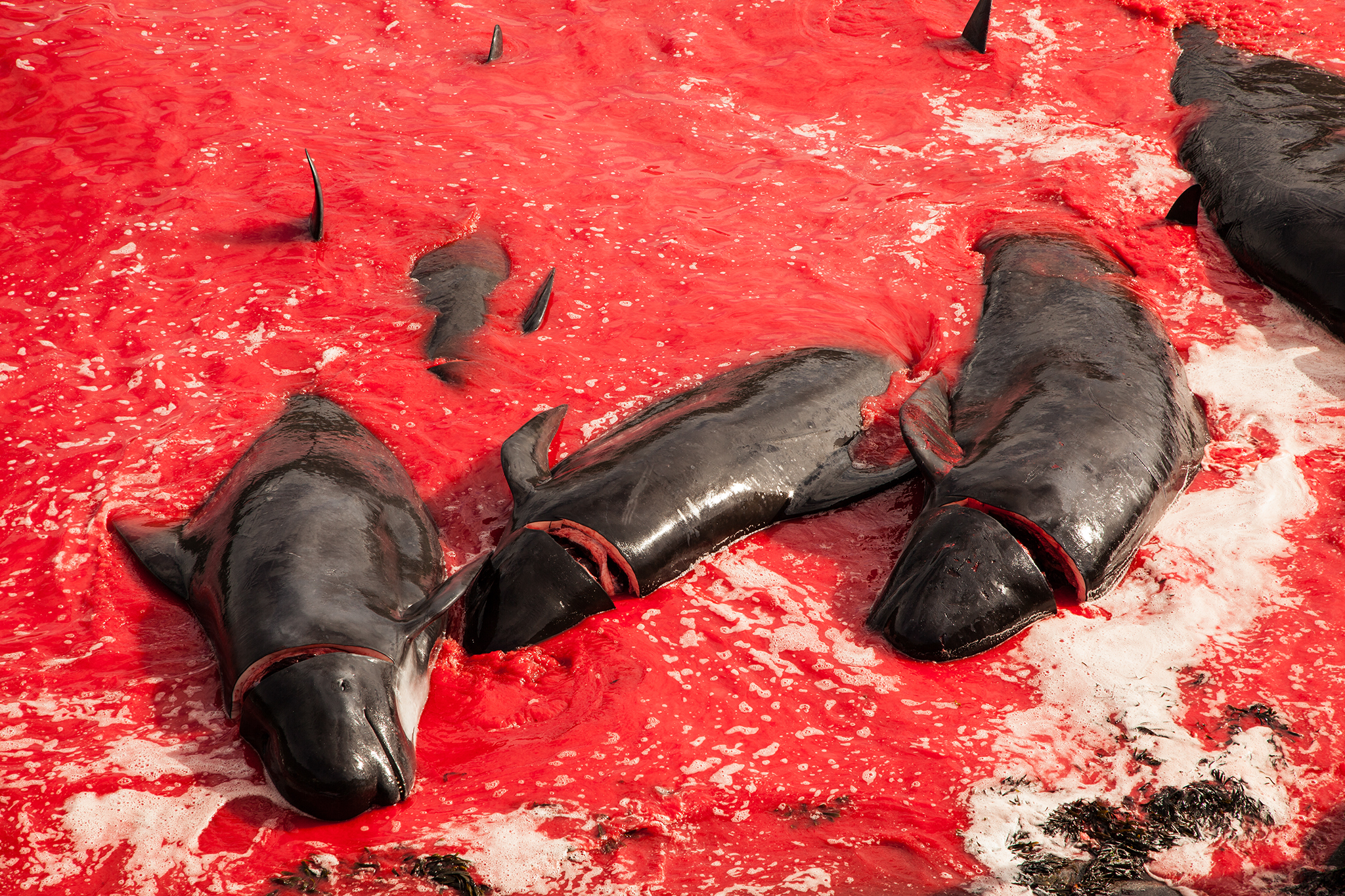 007_SeaShepherd_150723.jpg