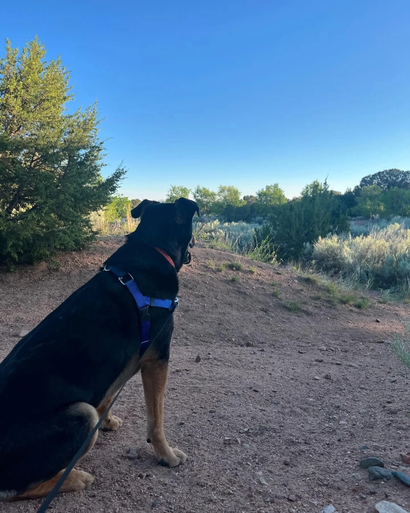 Sunset time , Santa Fe. Luka  on a leash. He wants to chase coyotes