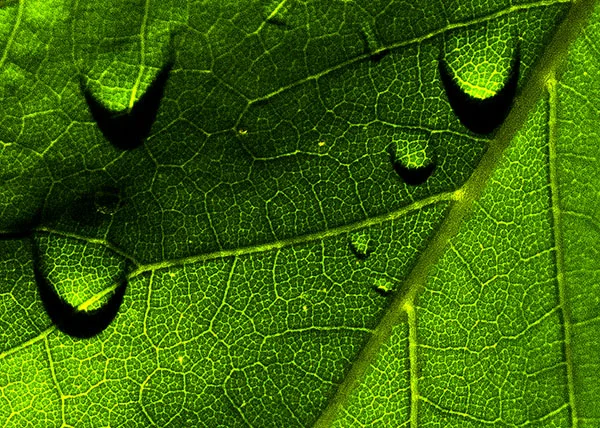 Maple Drops