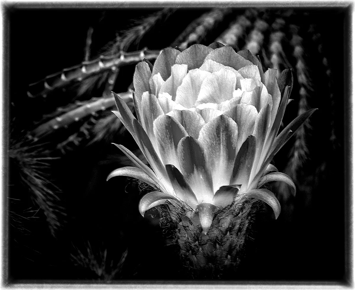 Cactus in BW copy.jpg