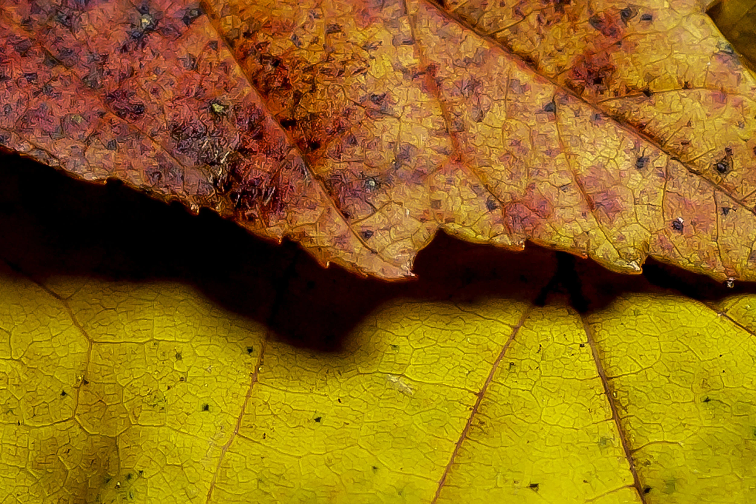 Fall Texture.jpg