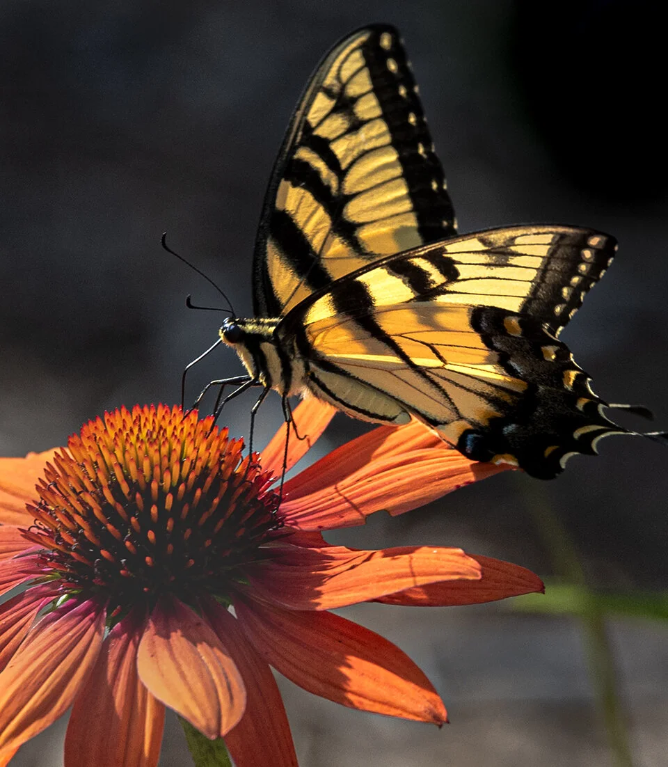 Butterfly.jpg