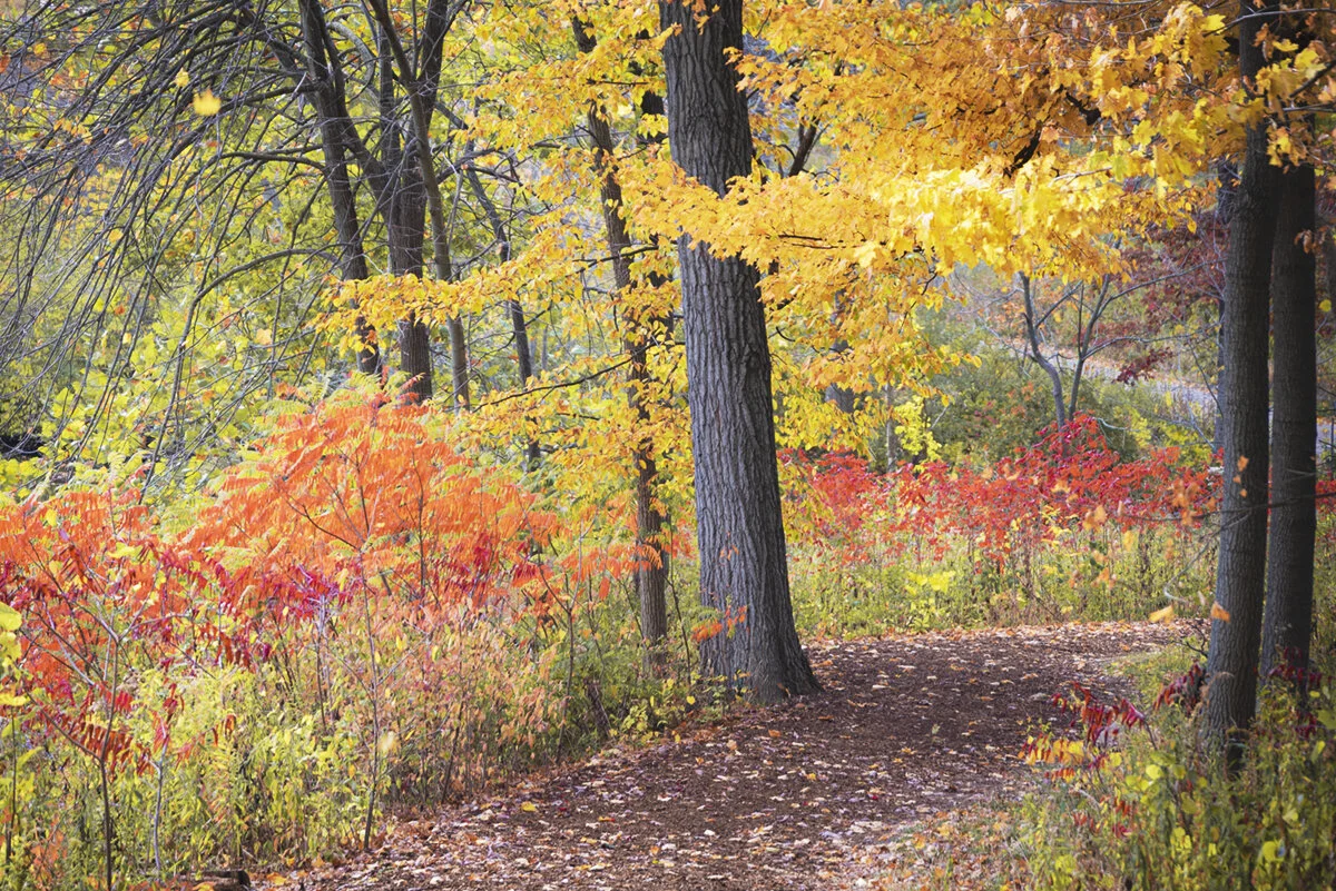 Fall Path.jpg