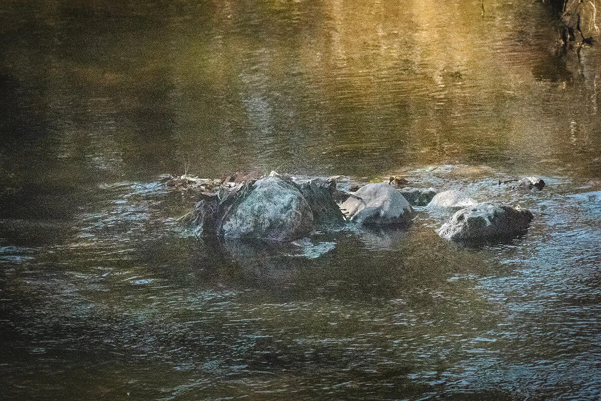 Leroy Oaks-Abstract.jpg